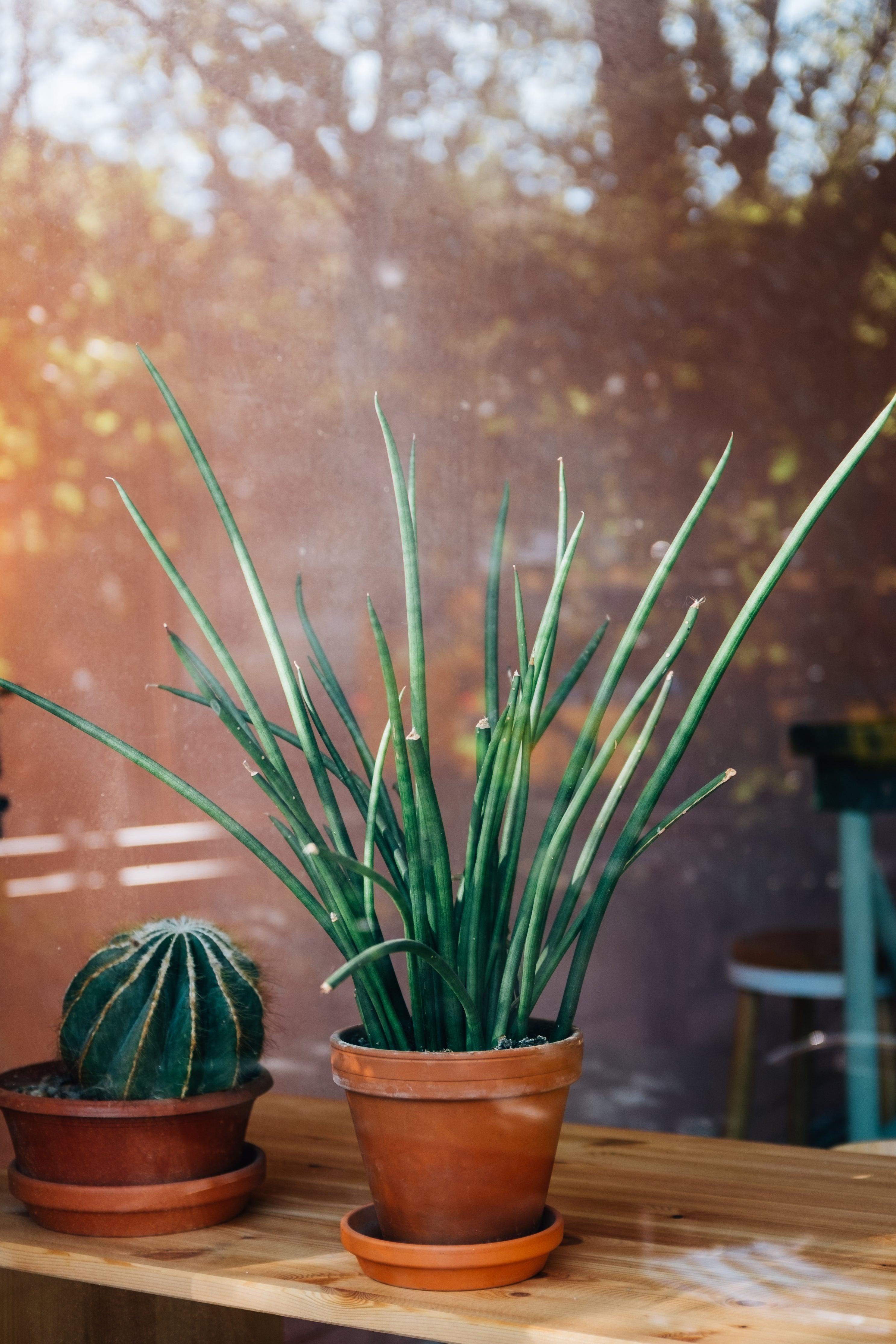 Cacti, Succulents, Air Plants