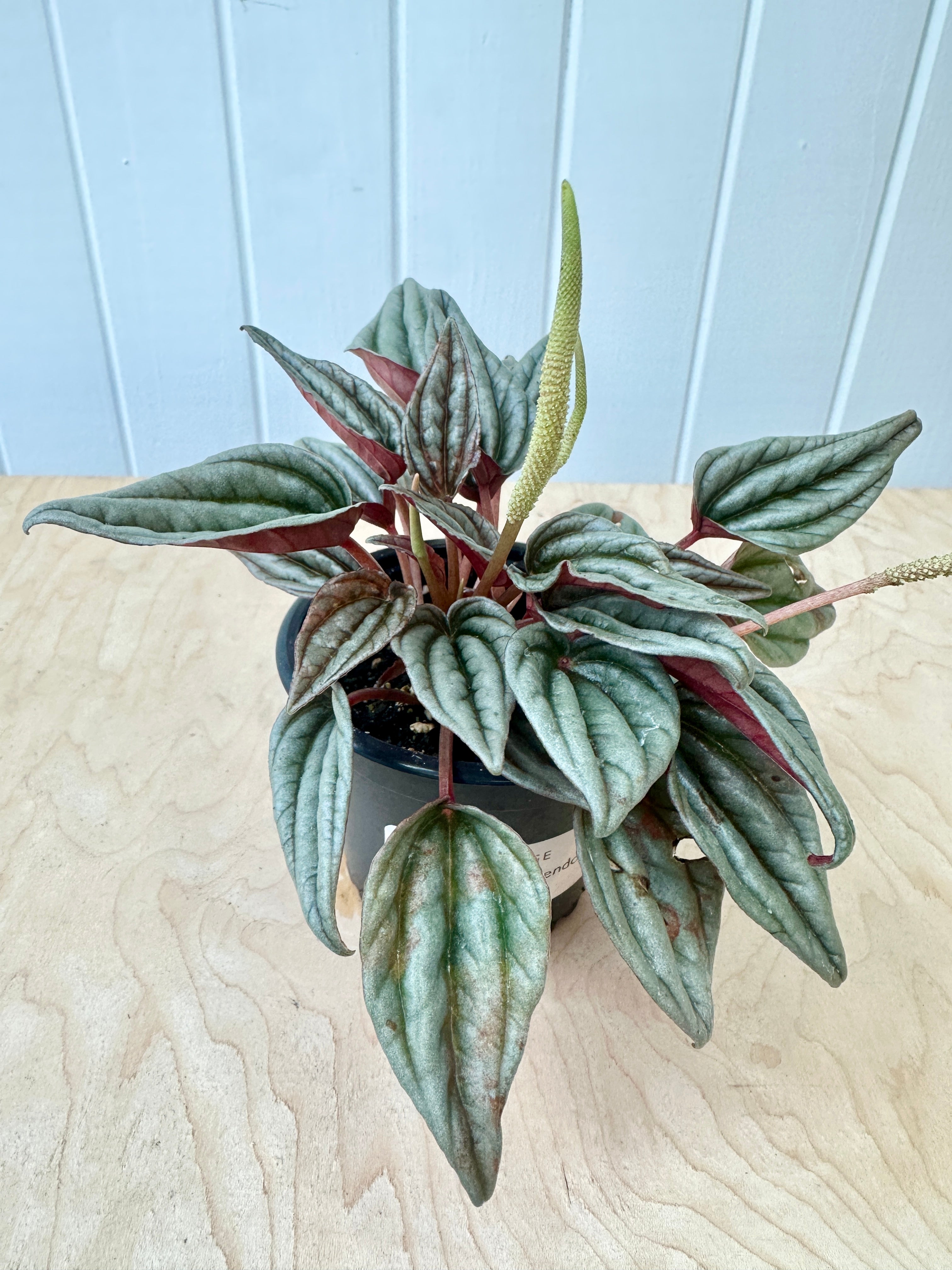 Peperomia 'Mendoza'