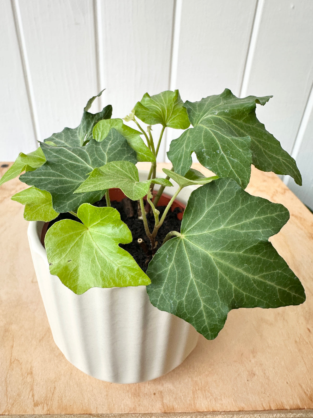Ivy 'California'