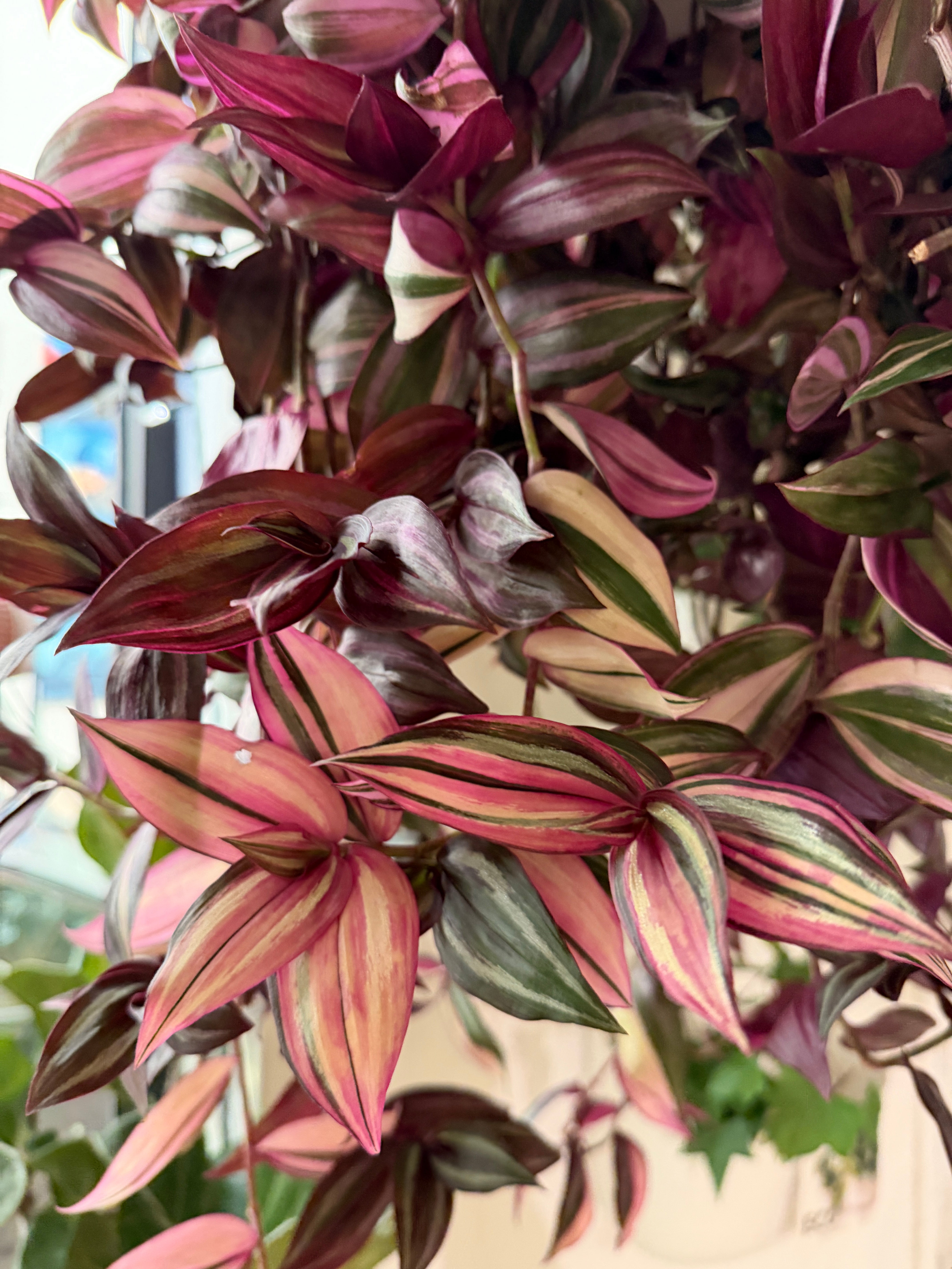 Tradescantia Fluminensis 'Tricolor'