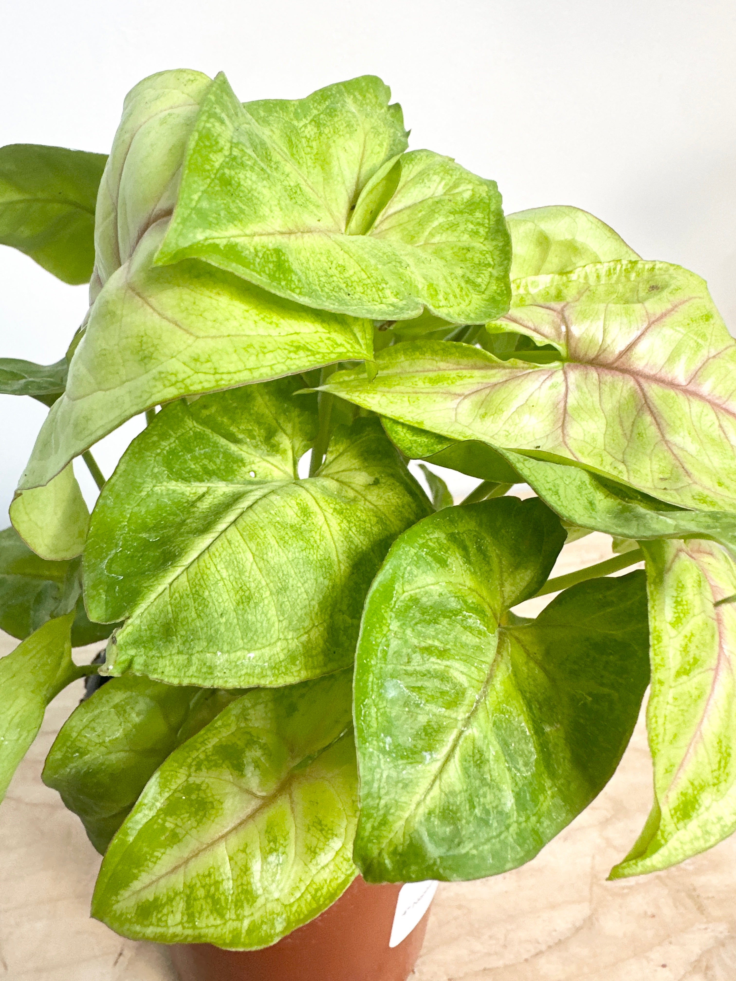 Nephthytis Syngonium 'Gold Illusion'