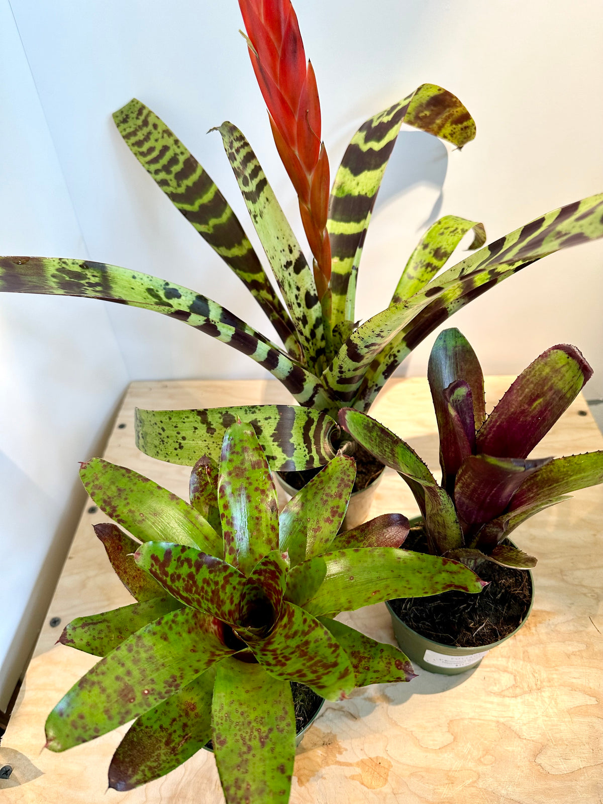 Broméliacées 'Aechmea', assortiment