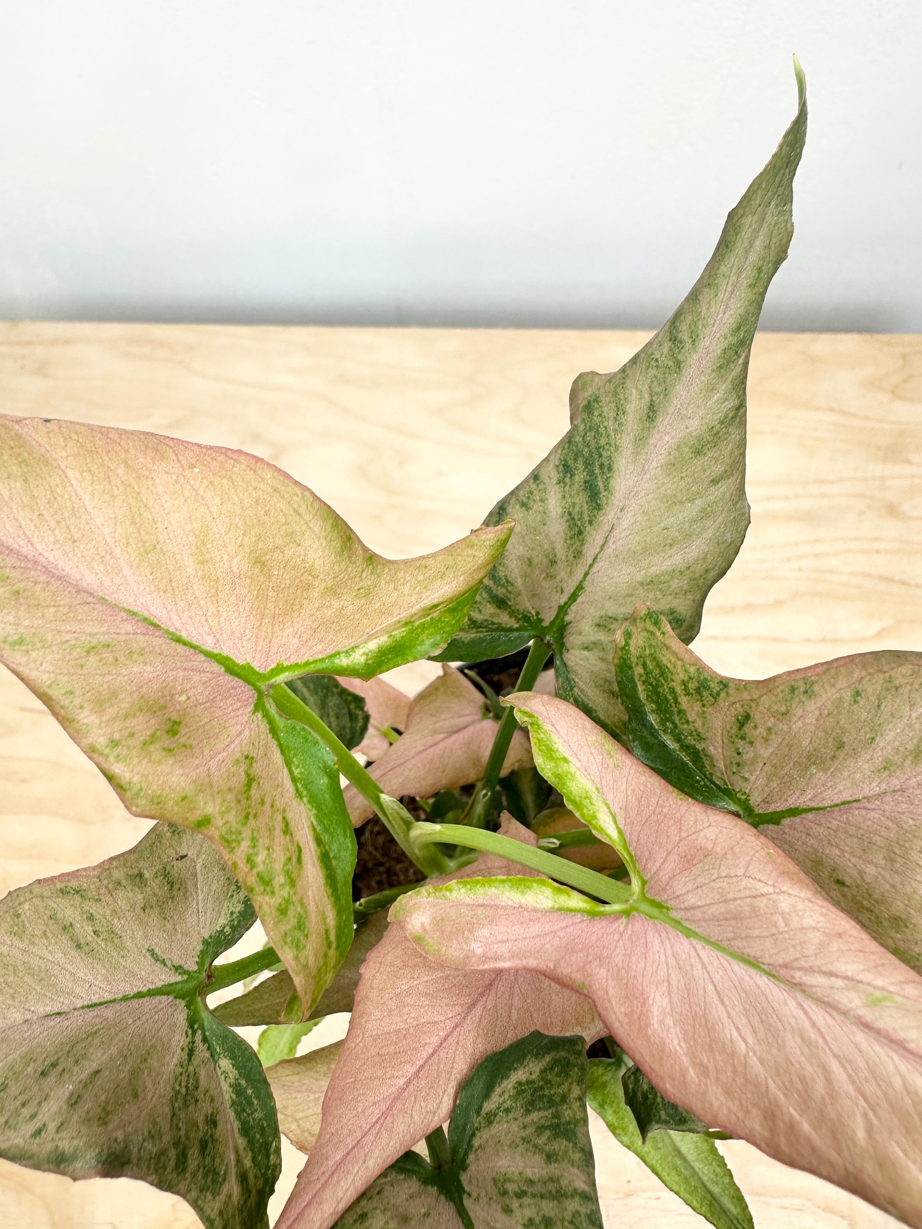 Nephthytis Syngonium 'Pink Salmon'