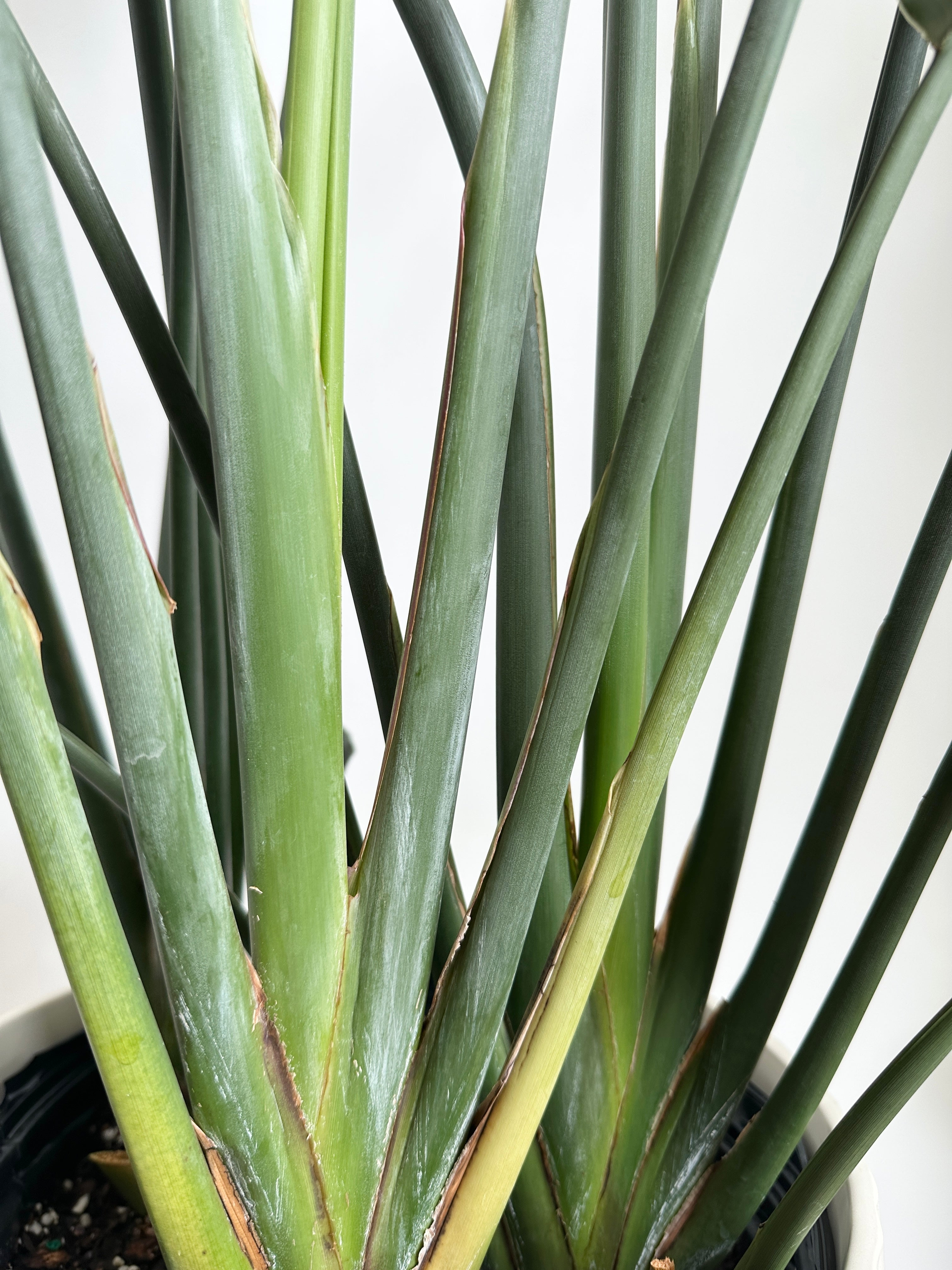 Strelitzia Reginae - Ave del paraíso