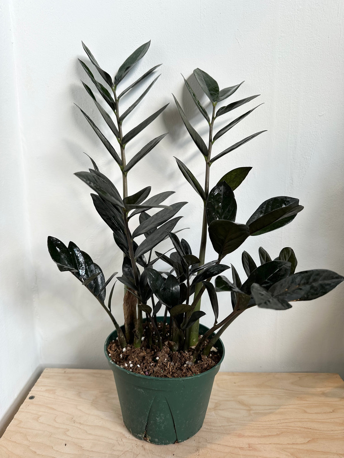ZZ Plant 'Supernova'