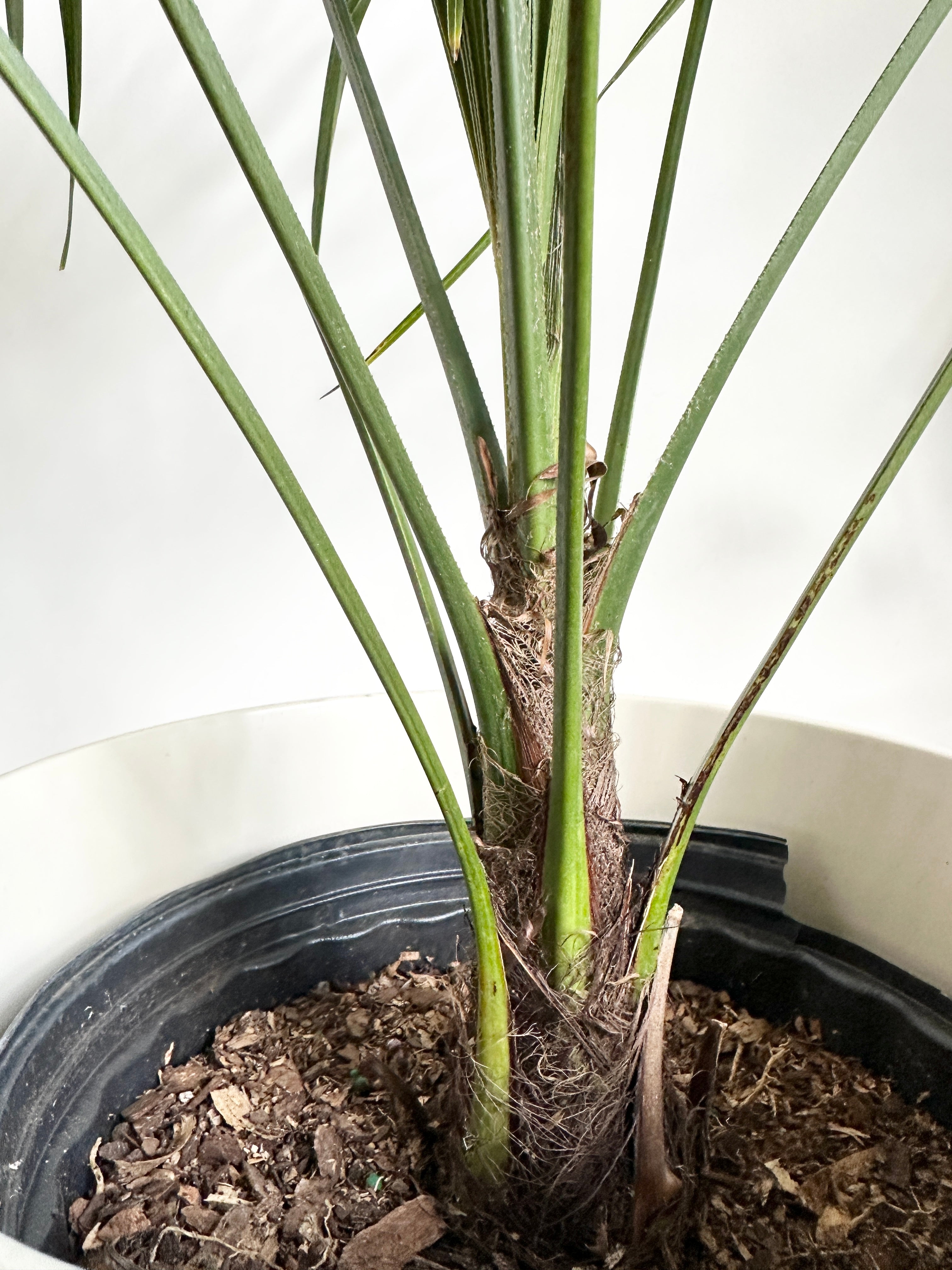 Windmill Palm