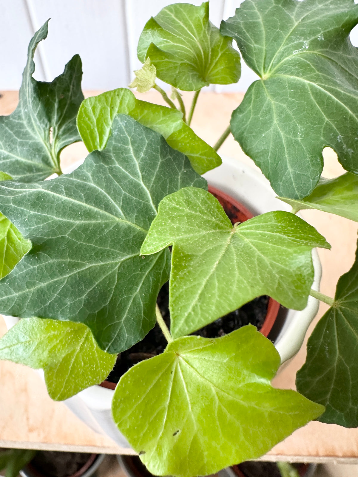 Ivy 'California'
