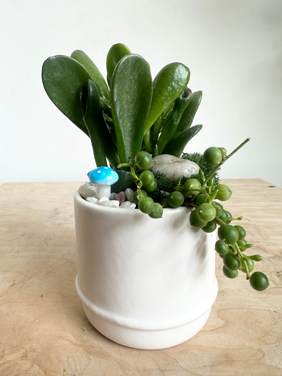 Elio Succulent Garden