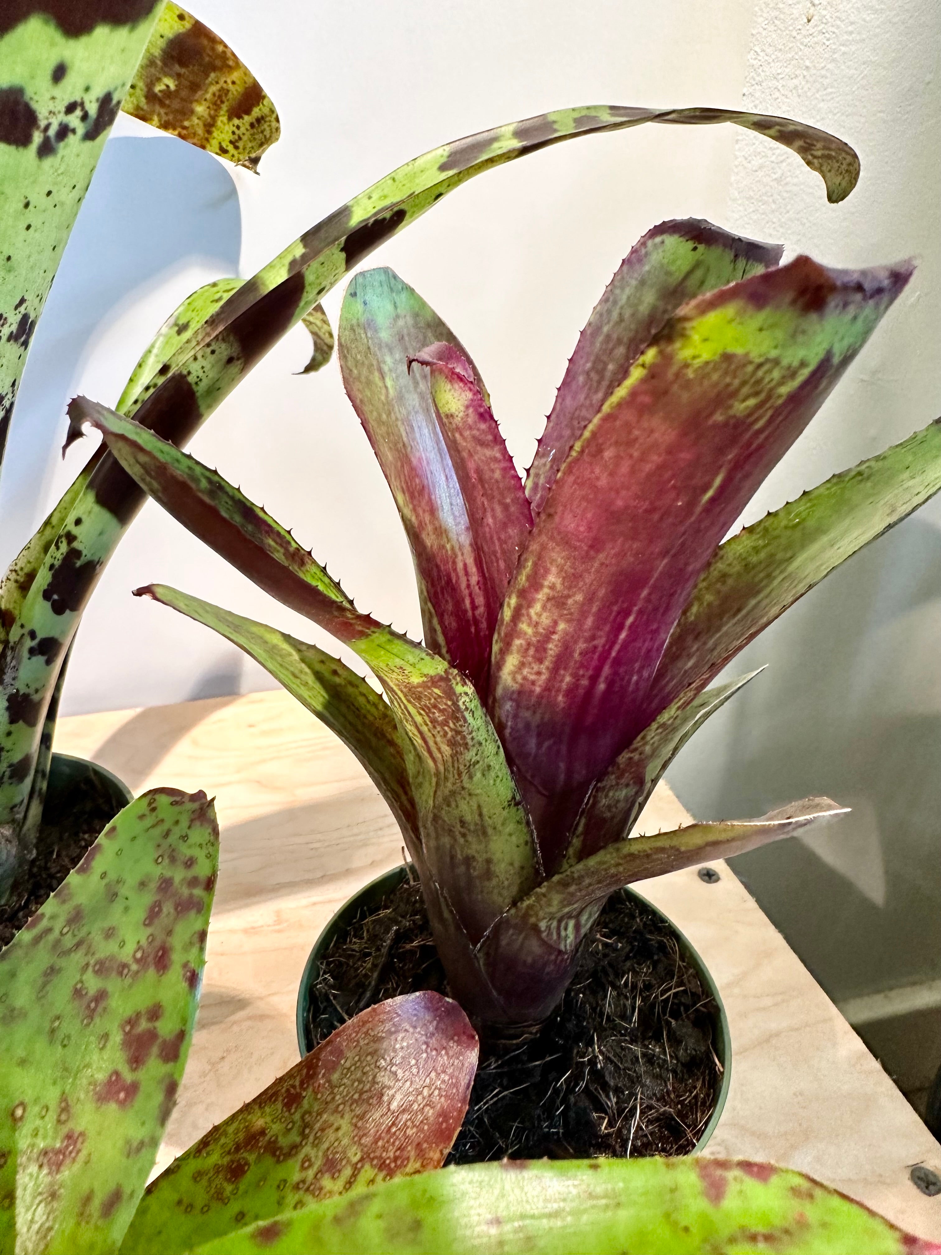 Bromeliad 'Aechmea & Neoregelia', Assorted