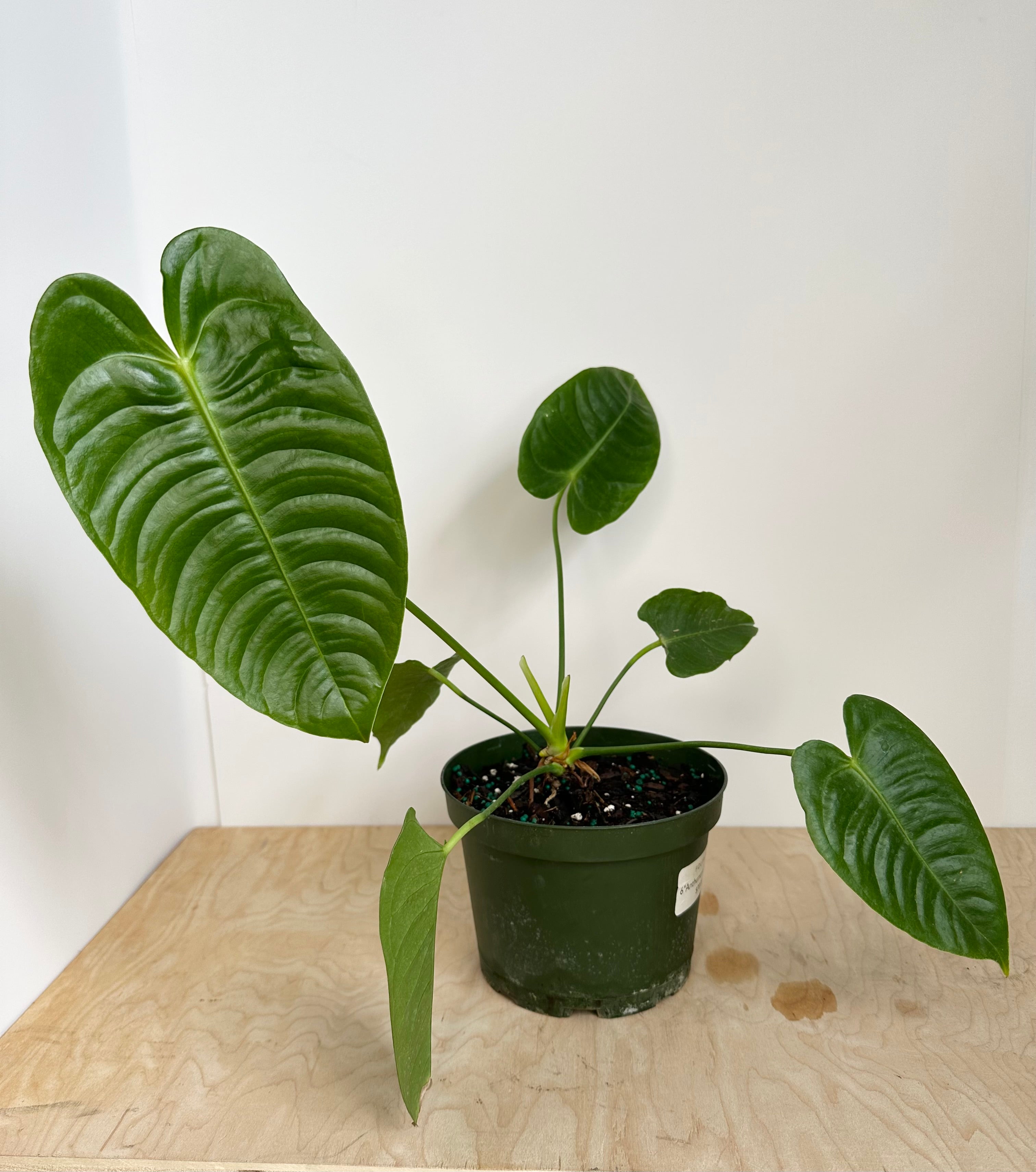 Anthurium Veitchii