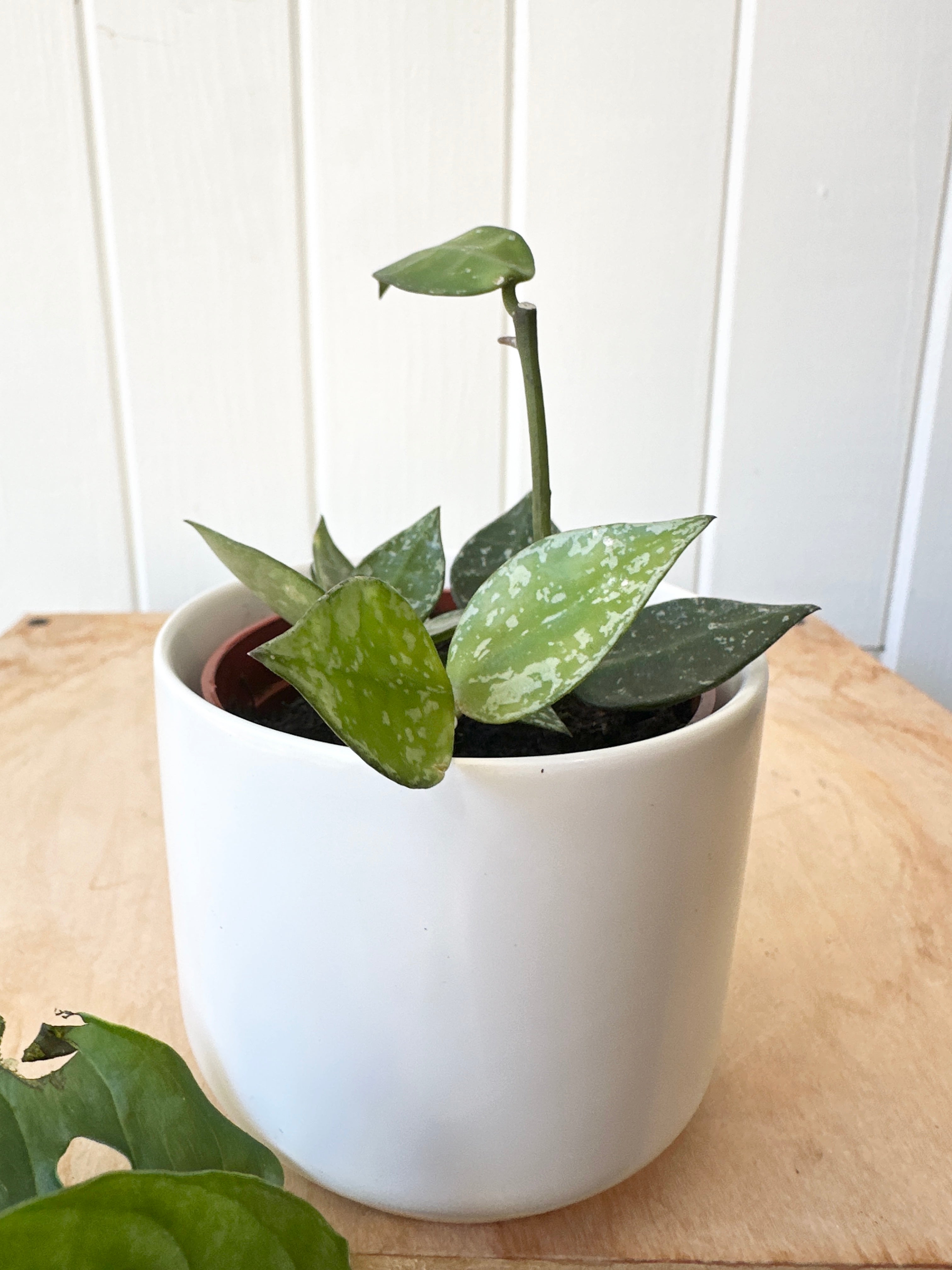 Hoya, Assorted