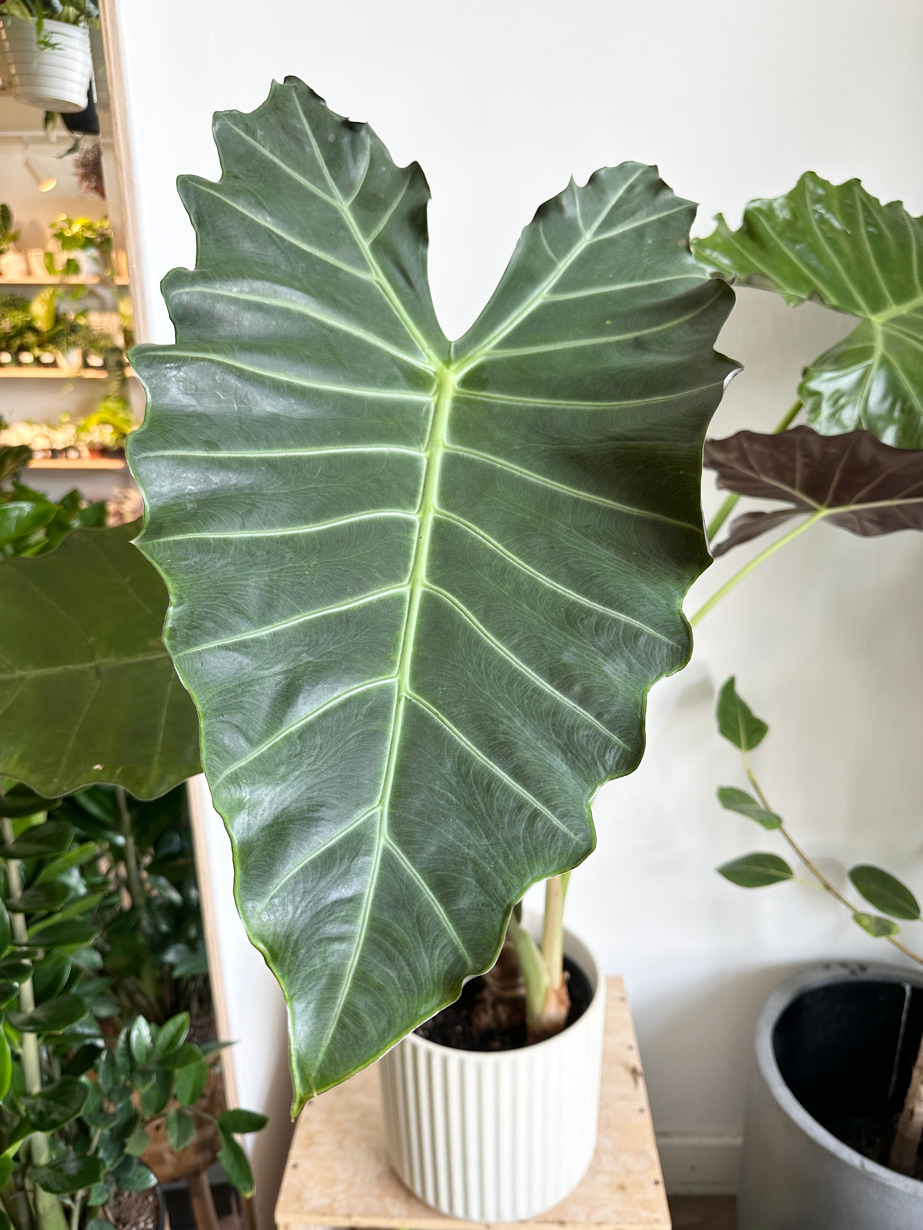 Alocasia 'Mayan Mask'