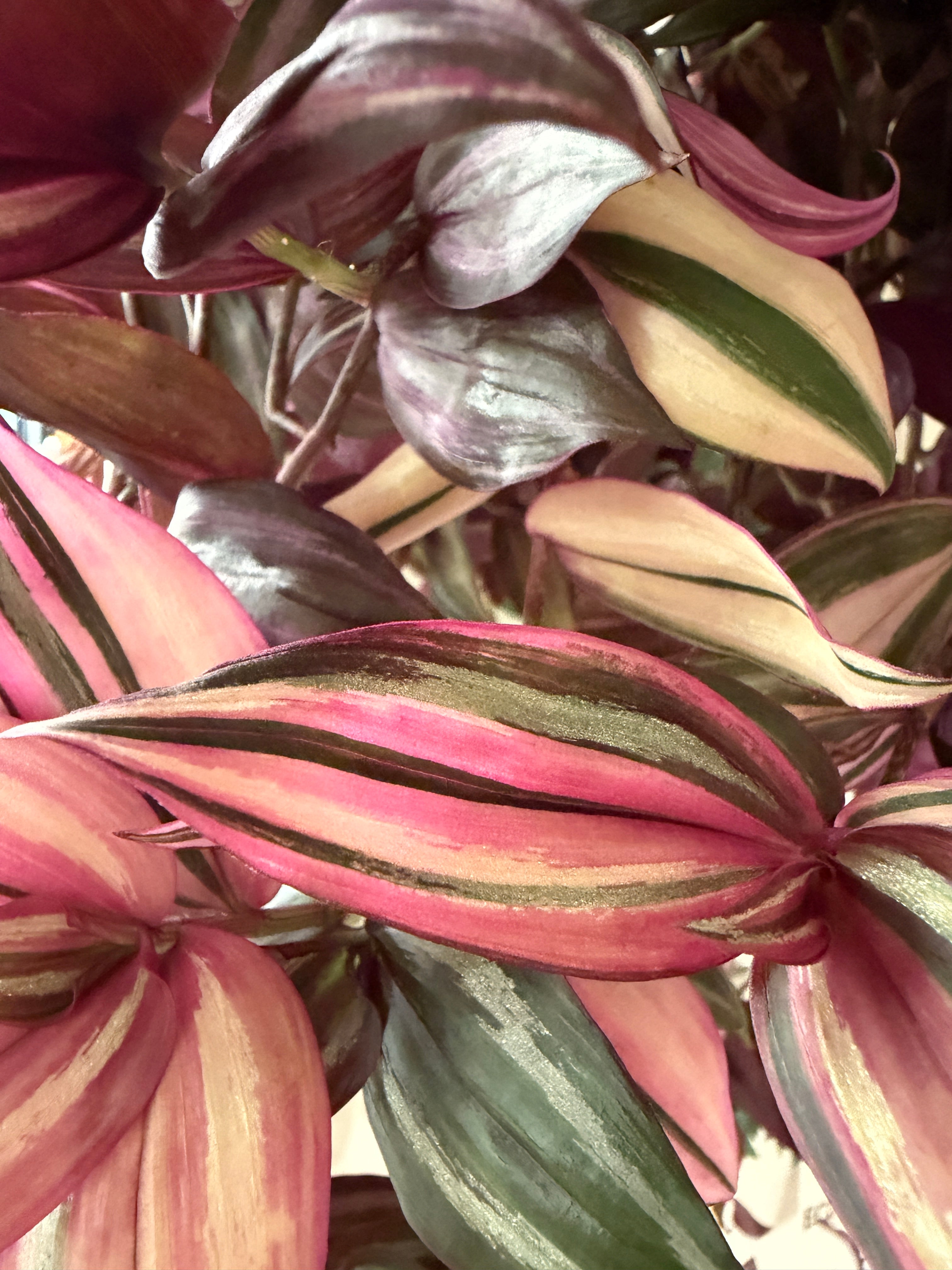Tradescantia Fluminensis 'Tricolor'