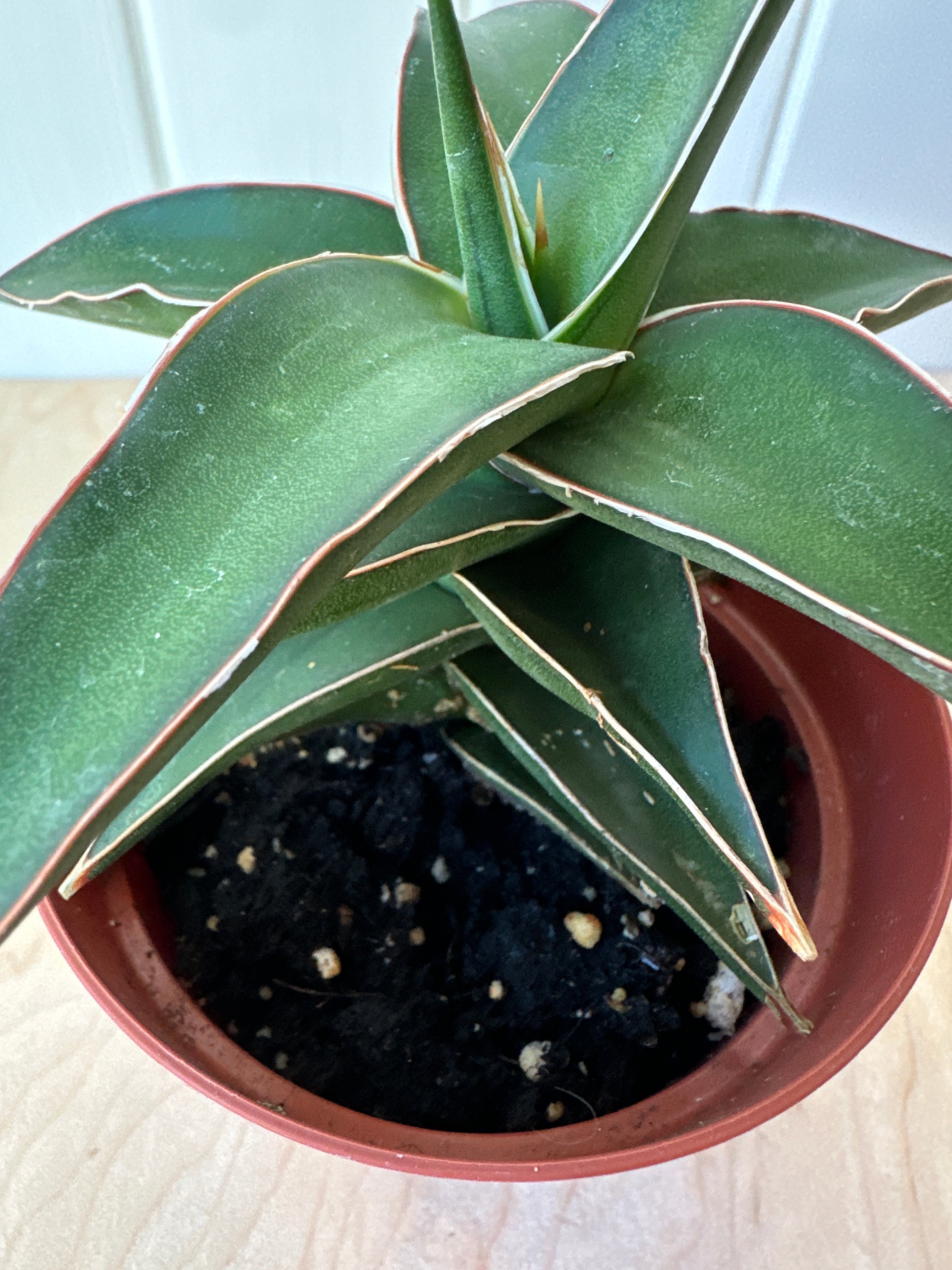 Sansevieria 'Lavranos'
