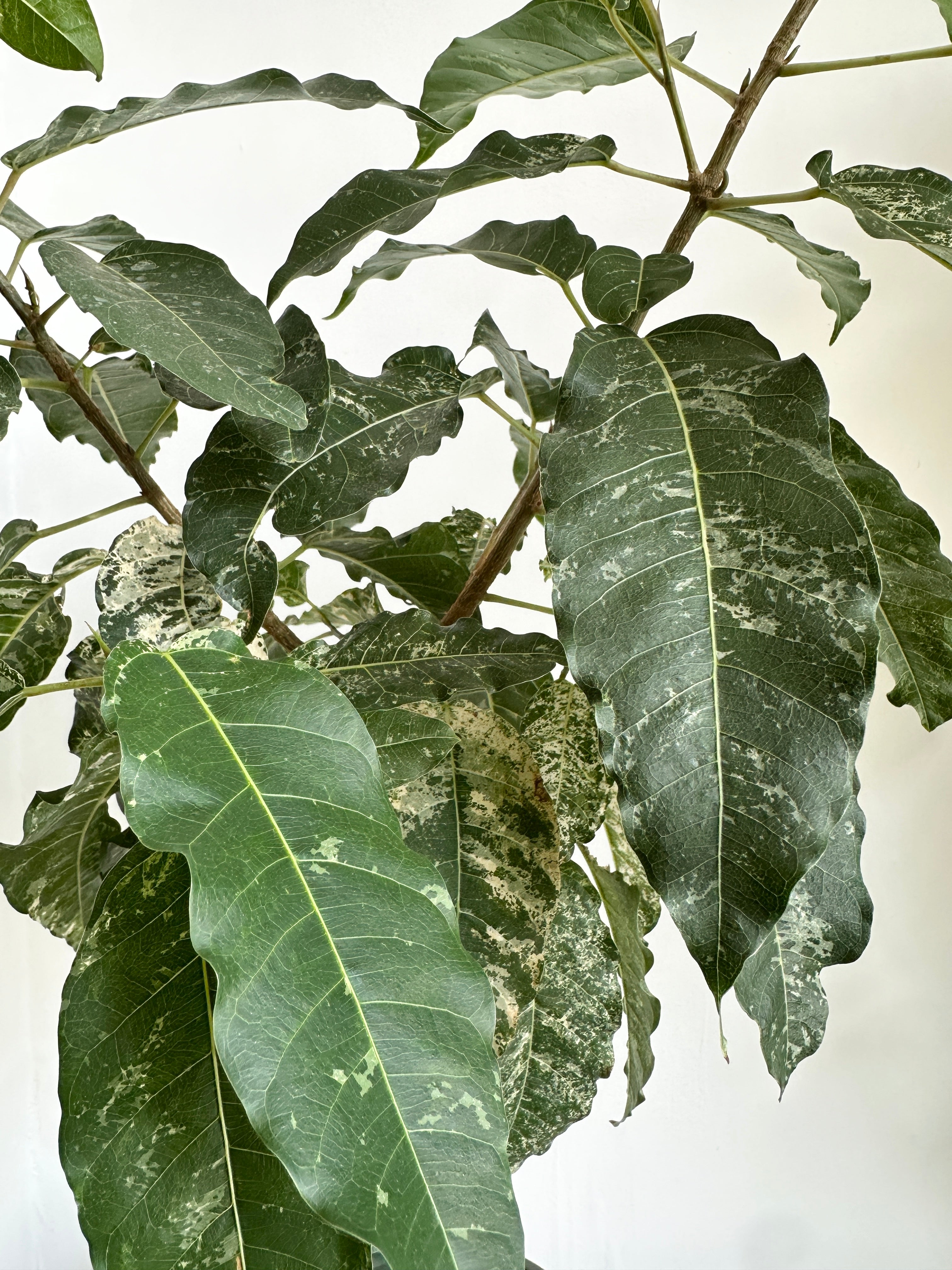 Ficus 'Aspera Crown Fig'