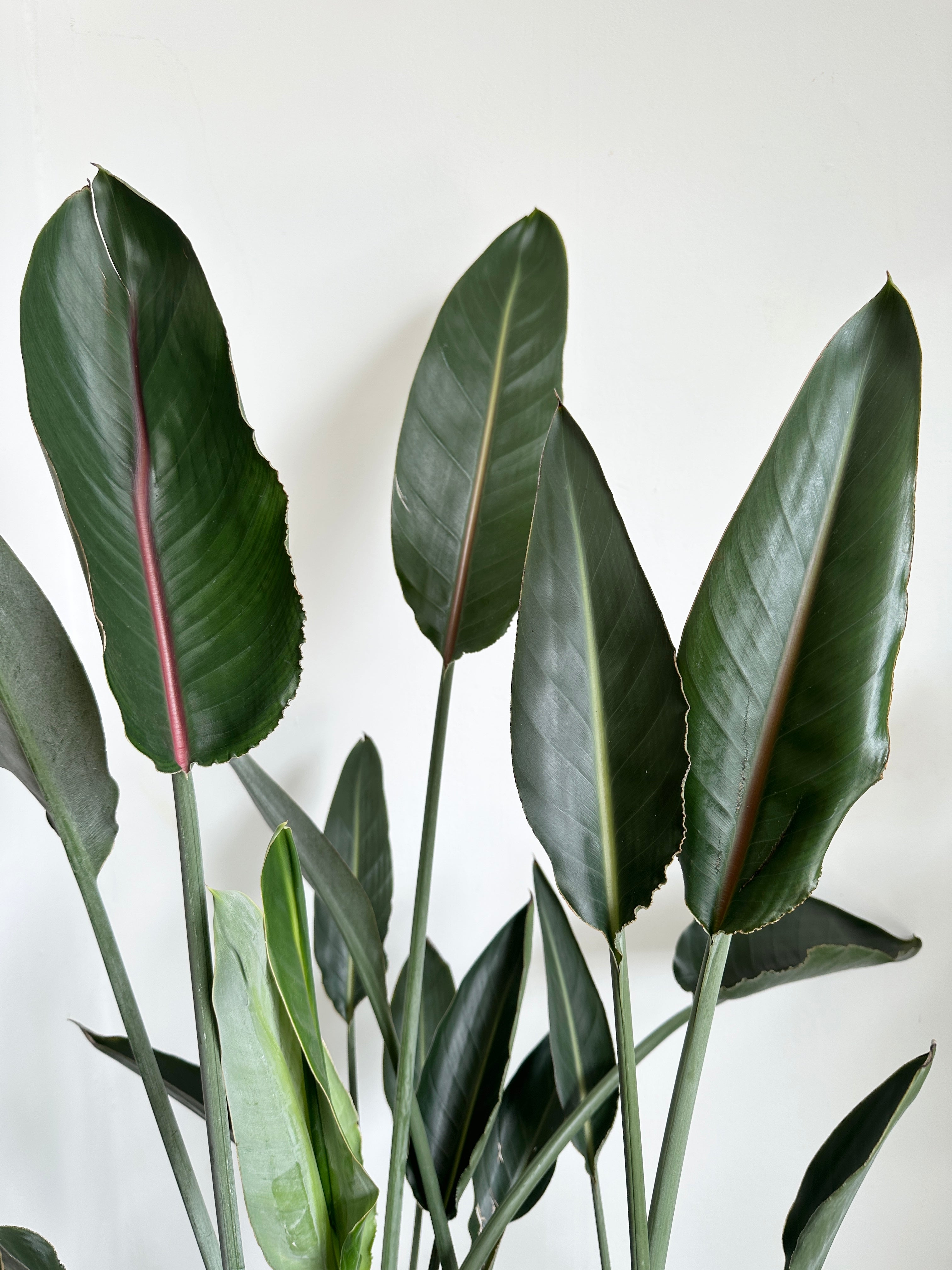 Strelitzia Reginae - Ave del paraíso