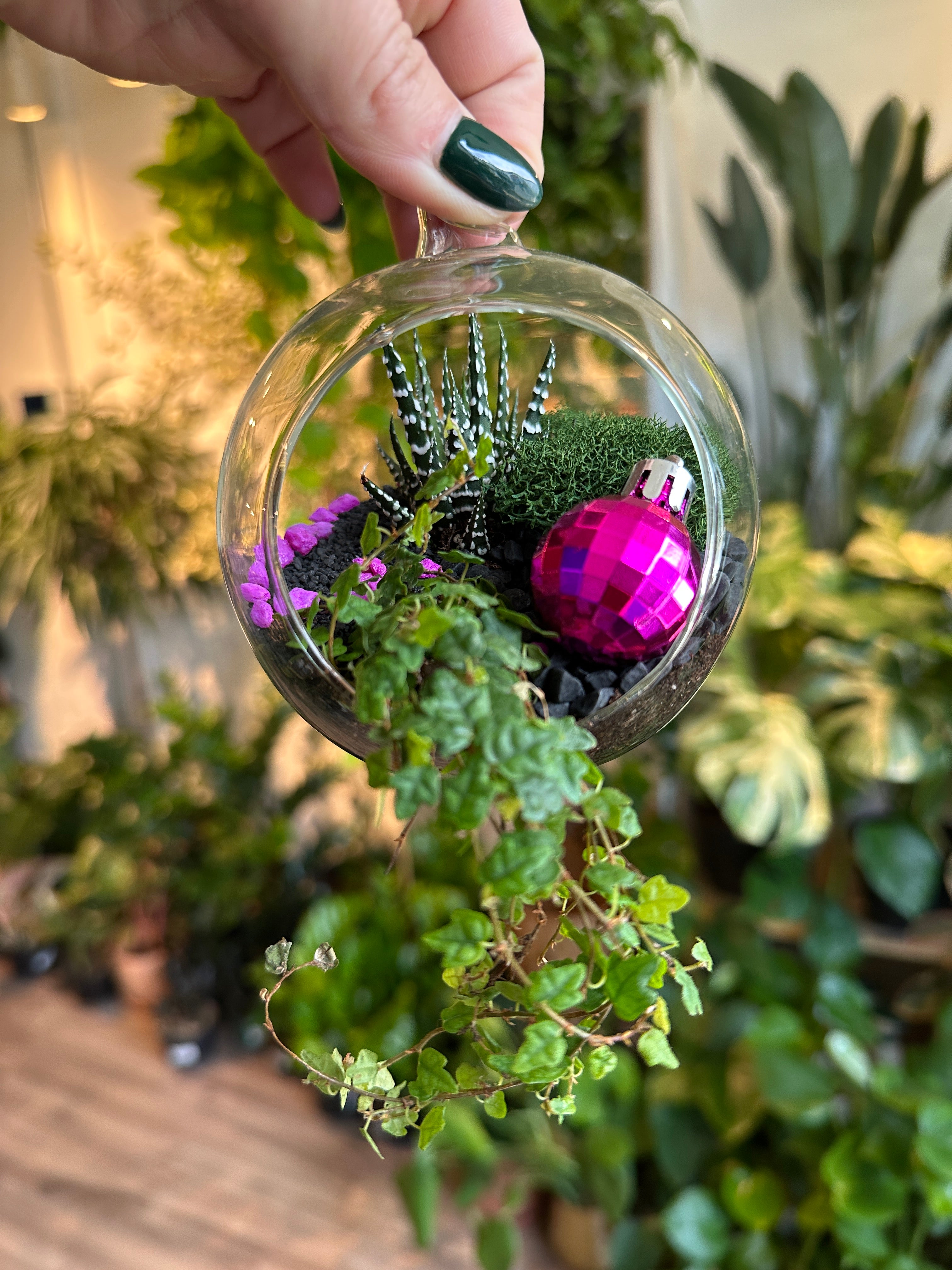Arreglo de Tillandsia para las fiestas en el terrario Luna Orb