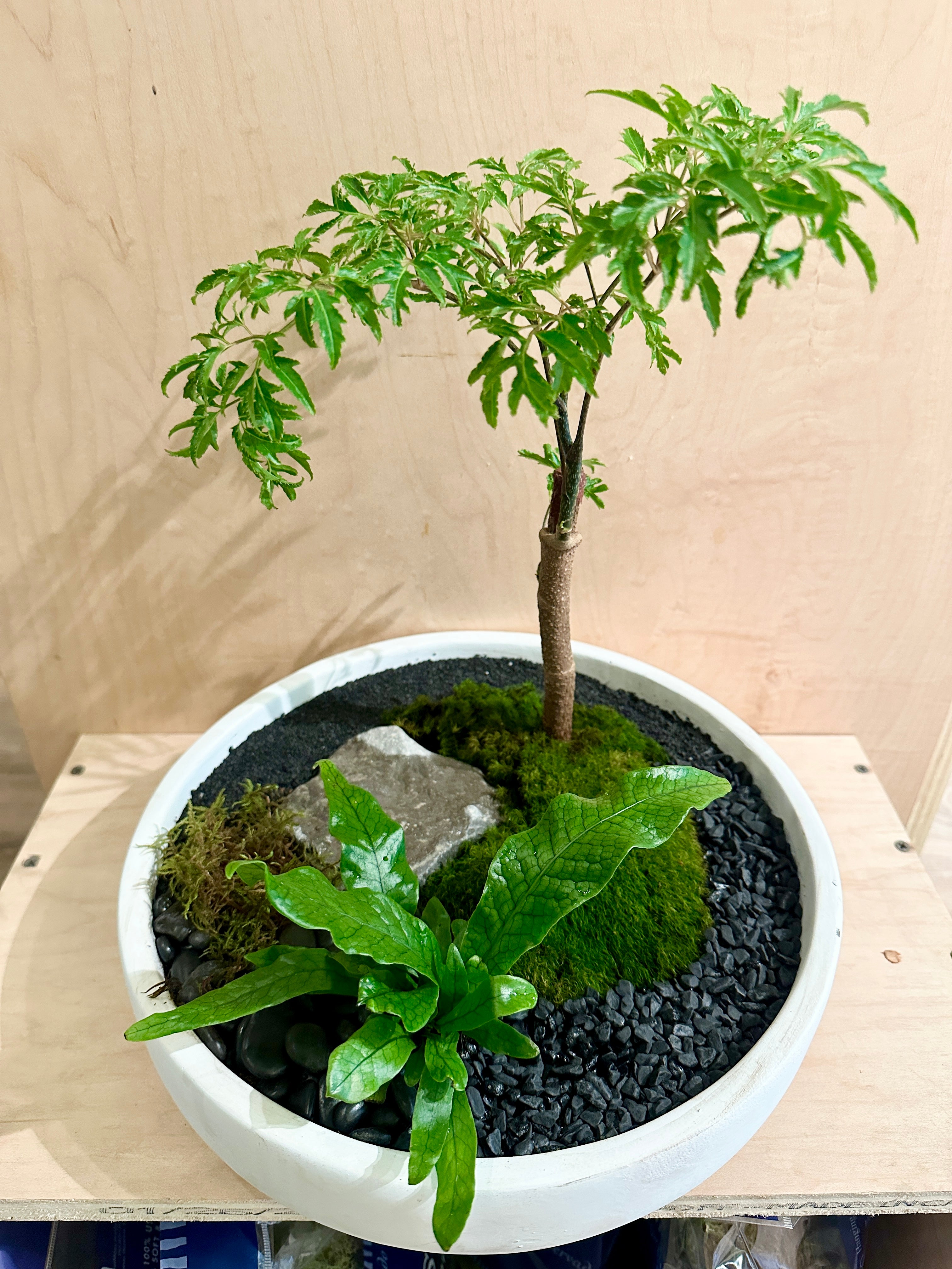 Living Moss Landscapes Workshop