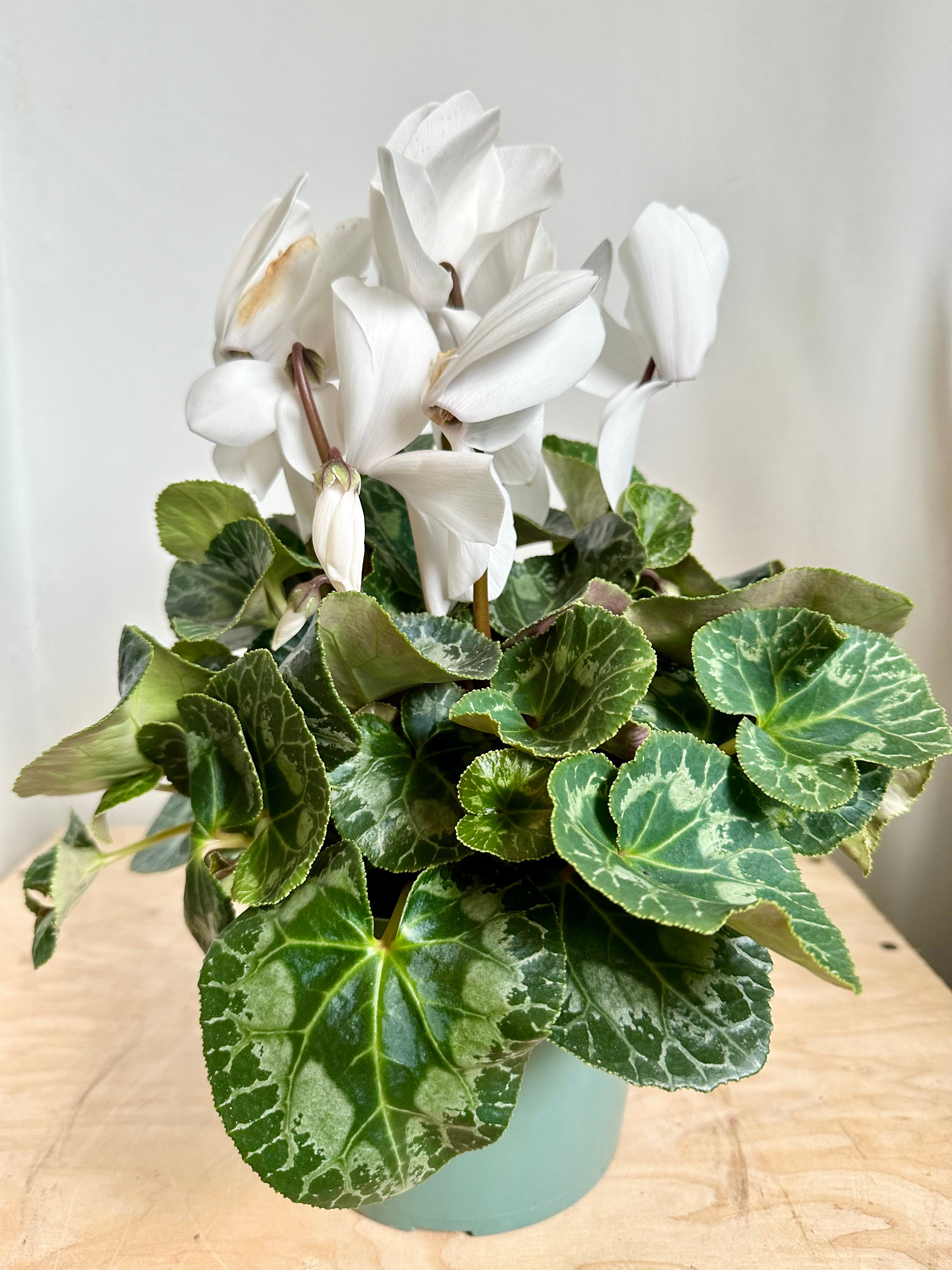 Cyclamen