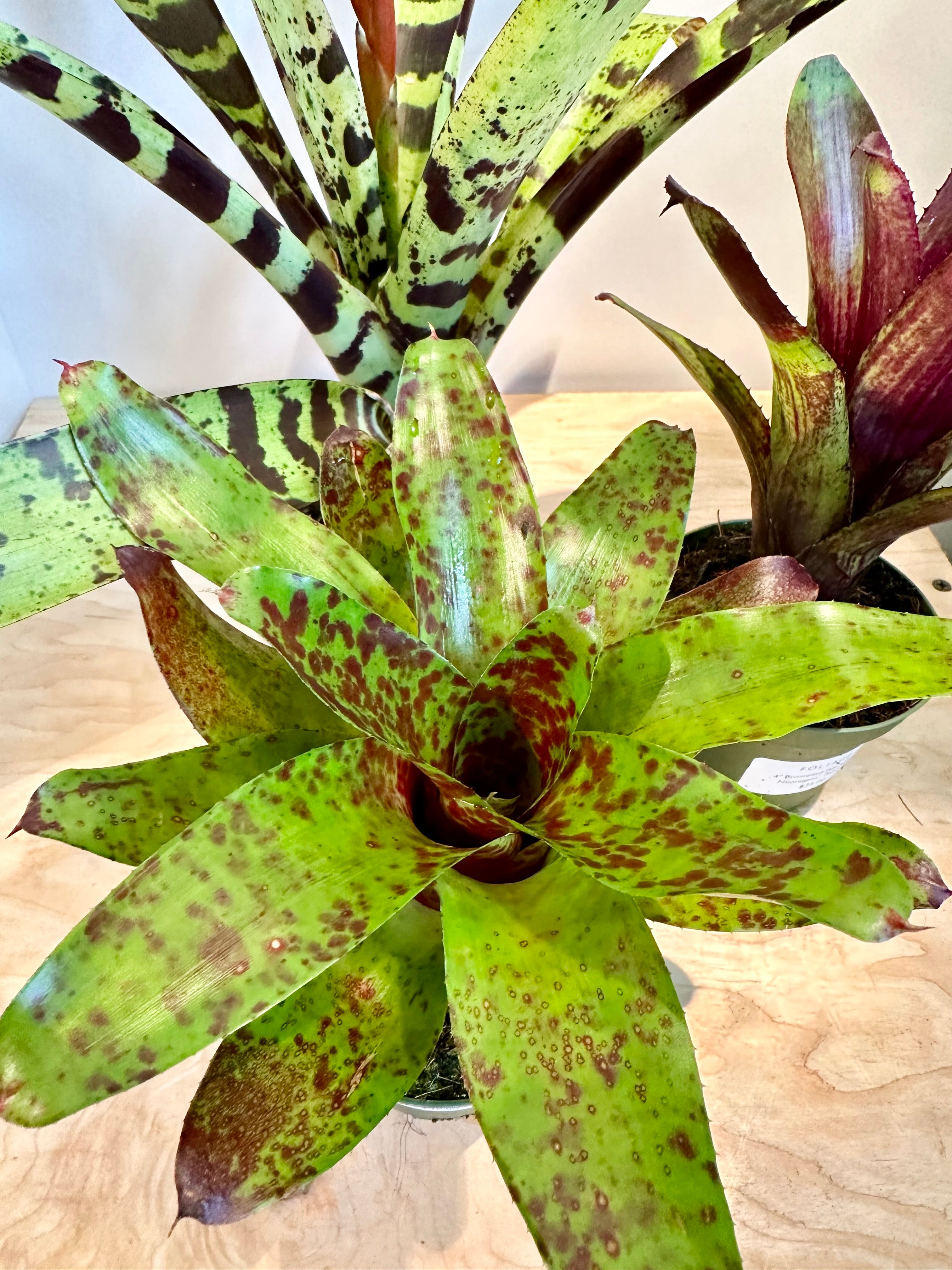 Bromelia 'Aechmea', variada