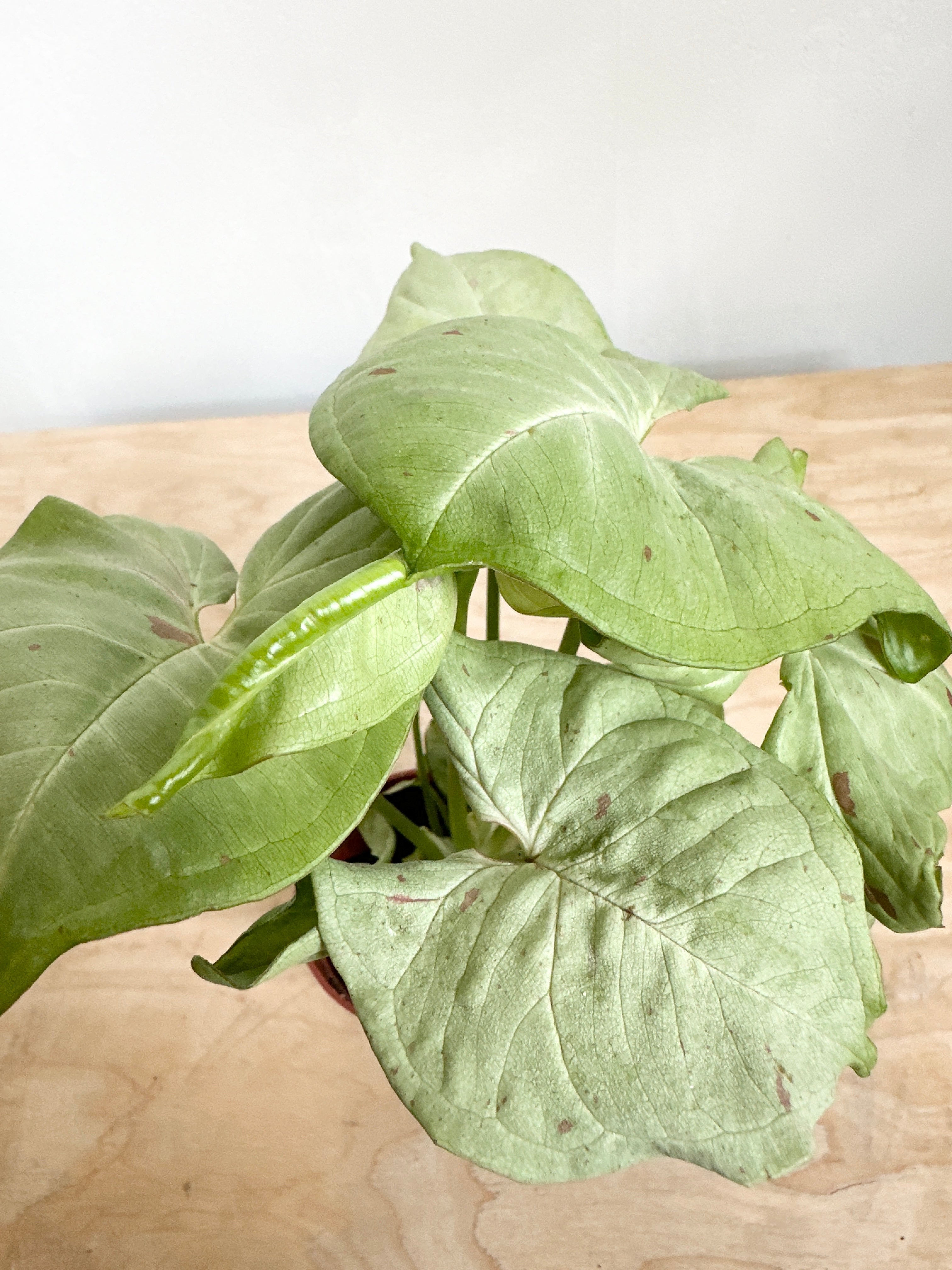 Nephthytis Syngonium 'Milk Confetti'