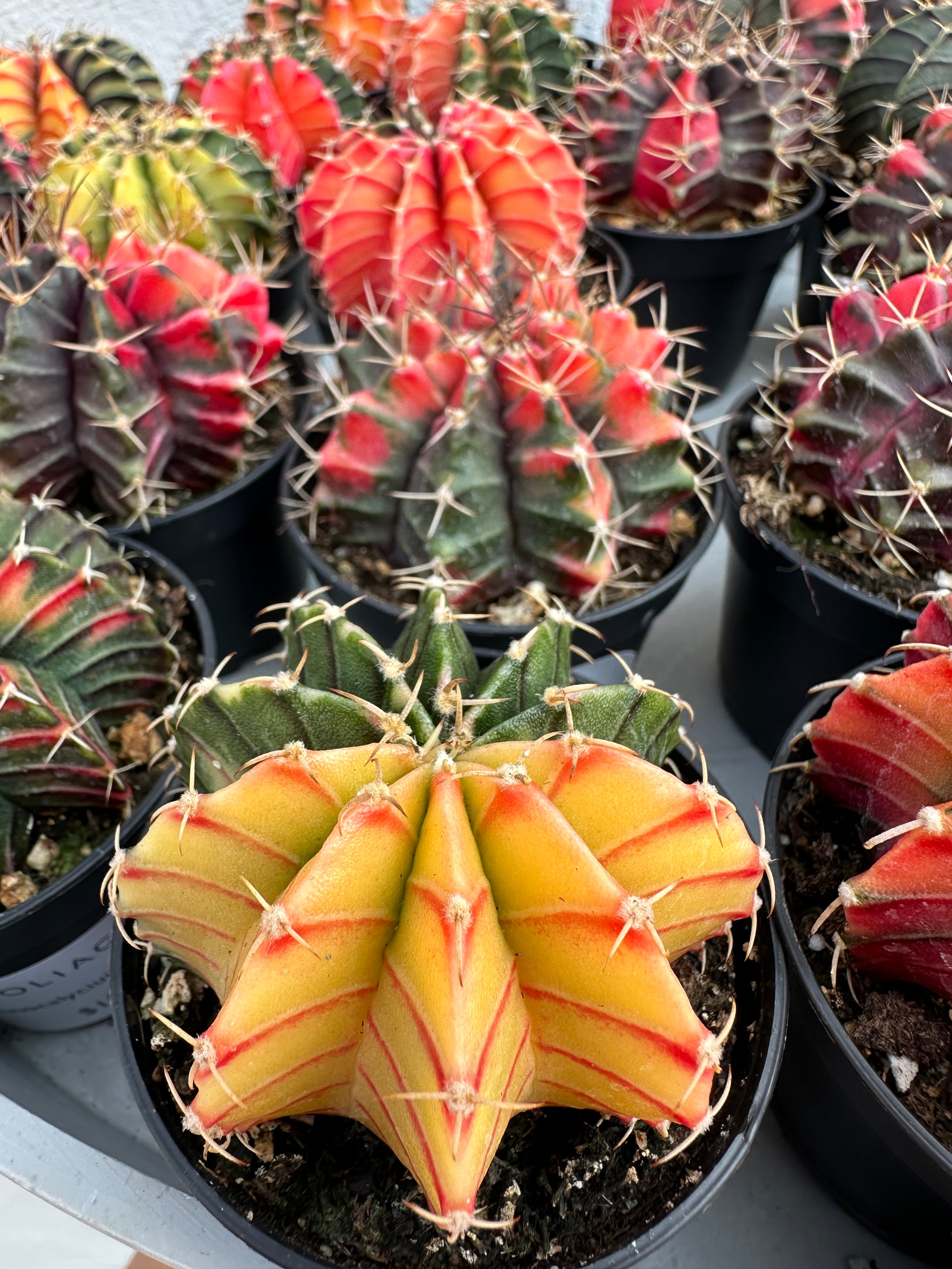 Gymnocalycium Mihanovichii