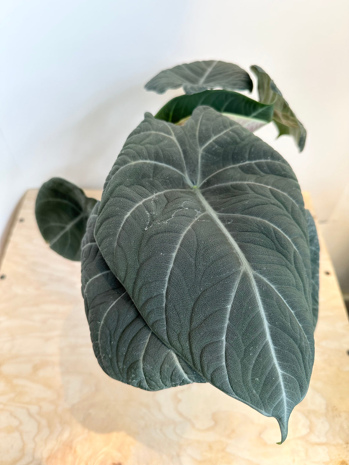 Alocasia 'Maharani'