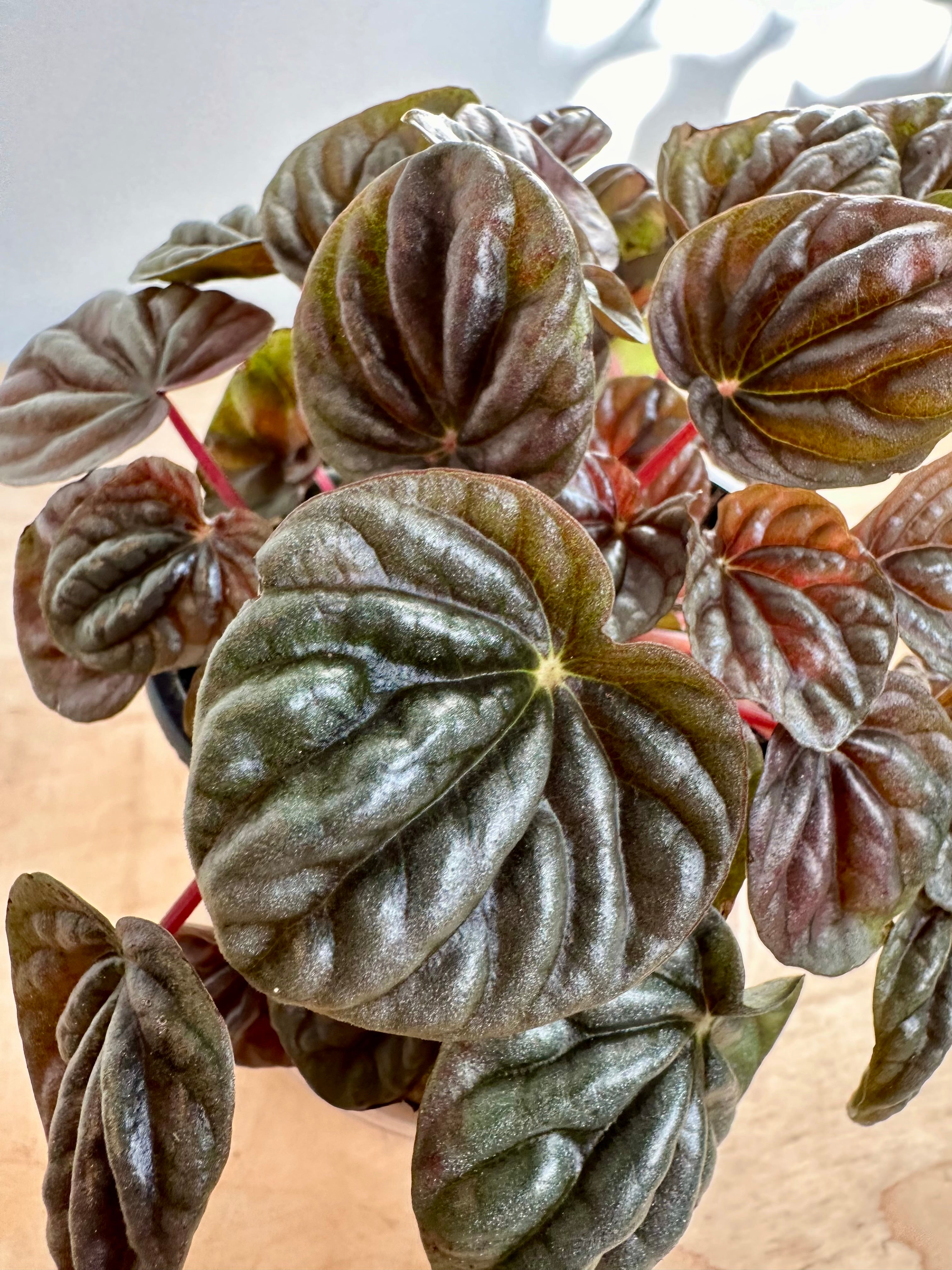 Péperomia 'Caperata Red'