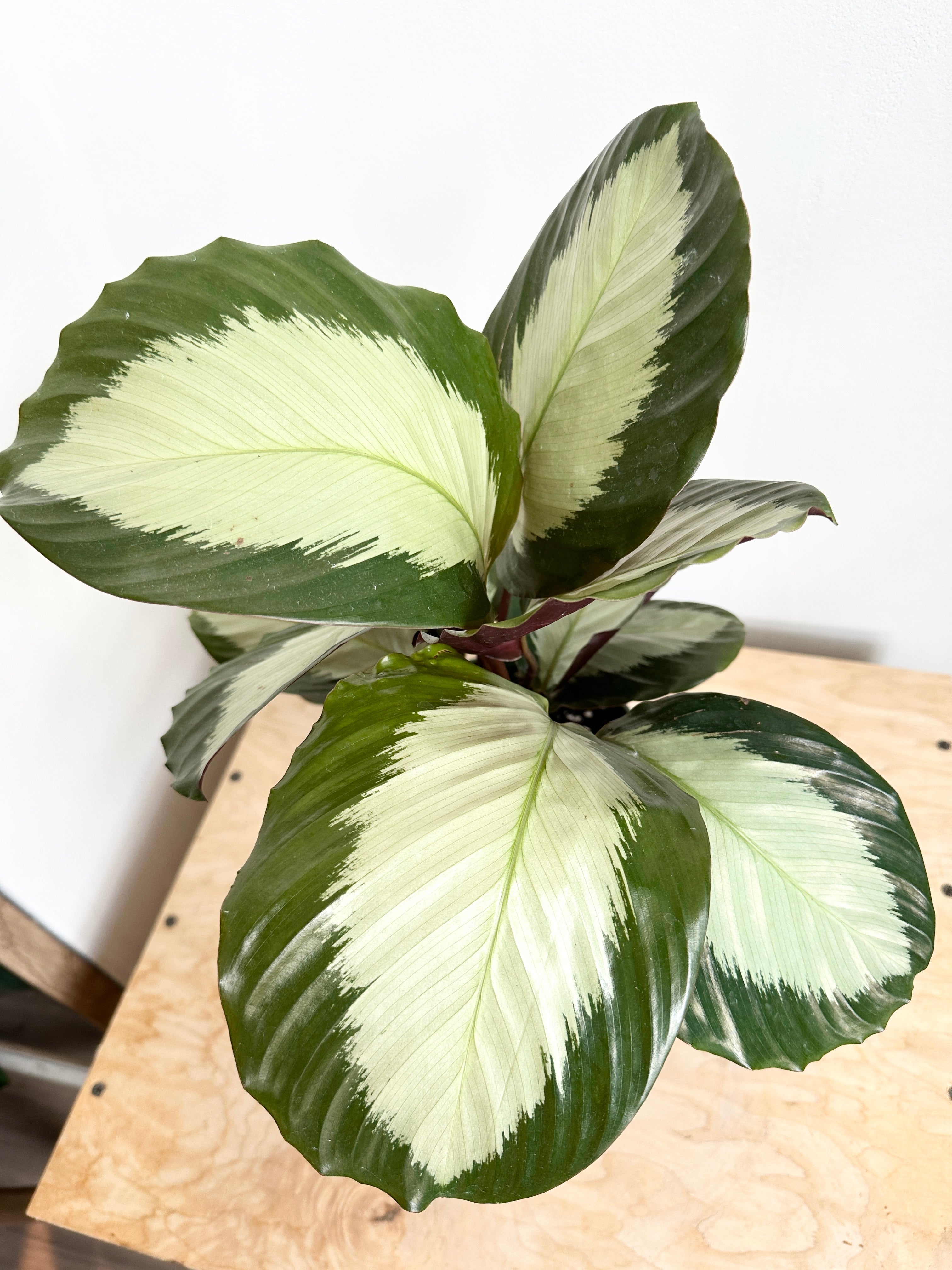 Calathea 'Royal Standard'