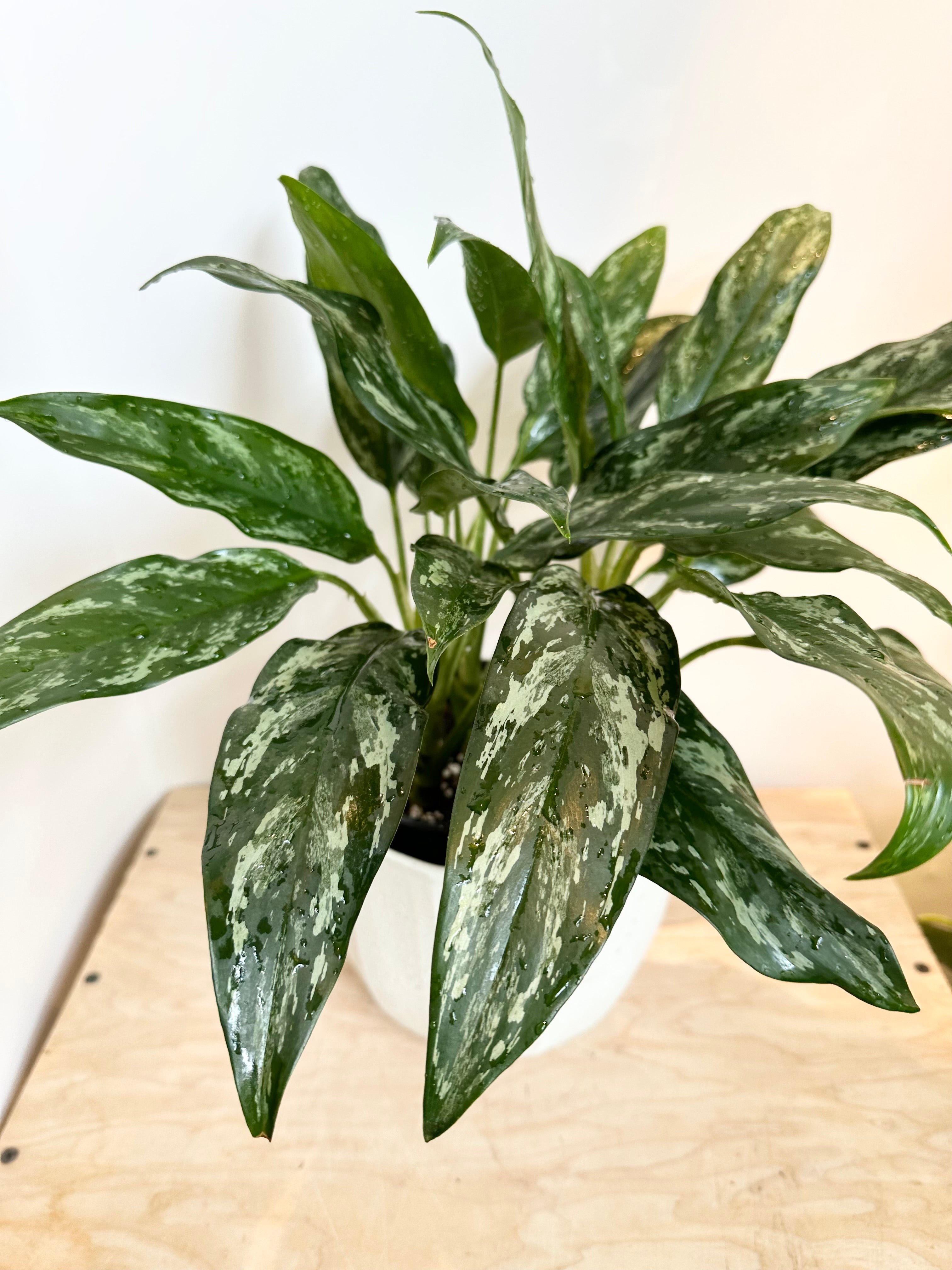 aglaonema shades of green Aglaonema 'Shades'