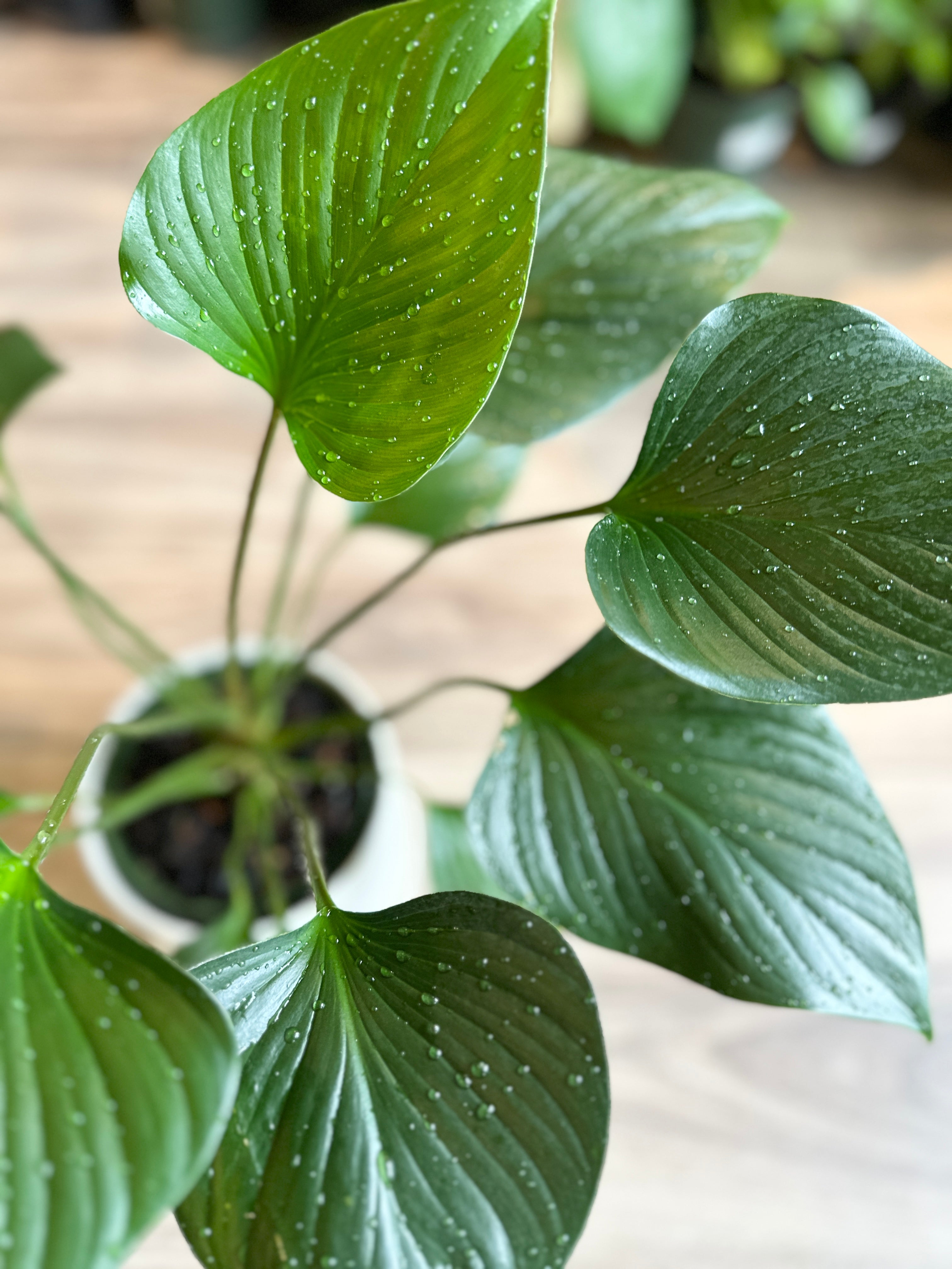 Homalomena 'Emerald Gem'