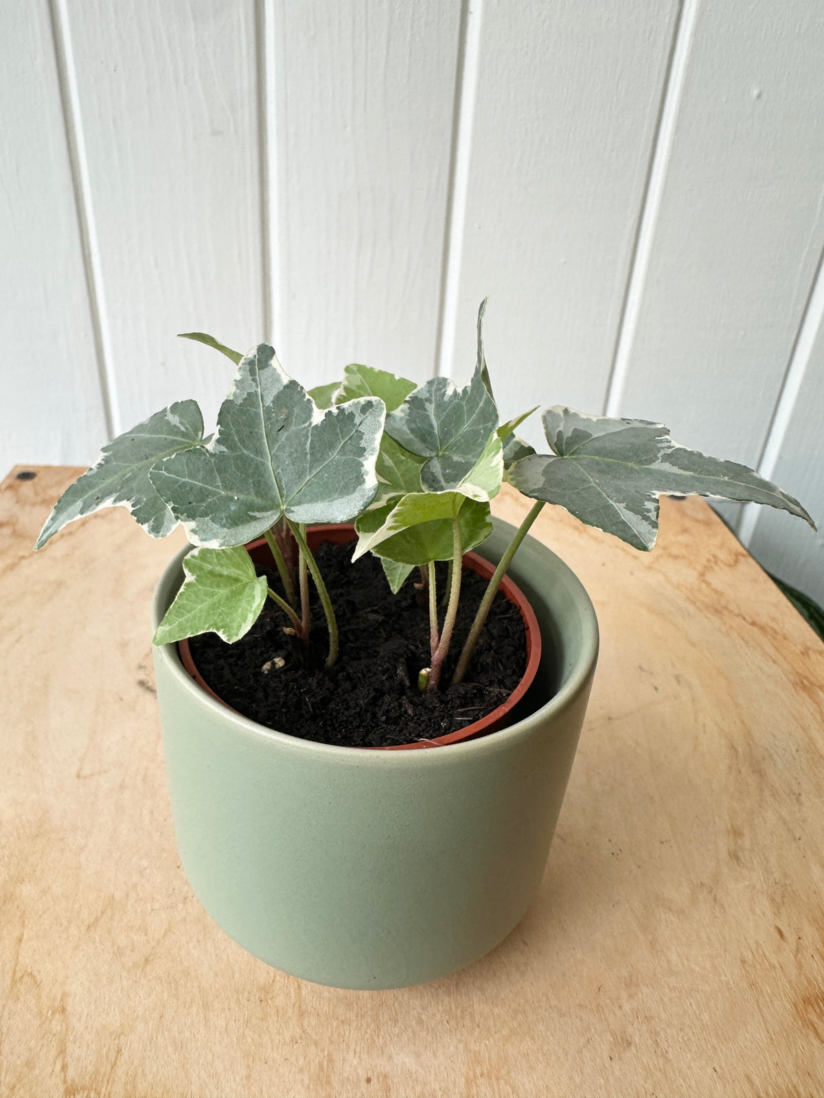 Ivy 'Glacier'