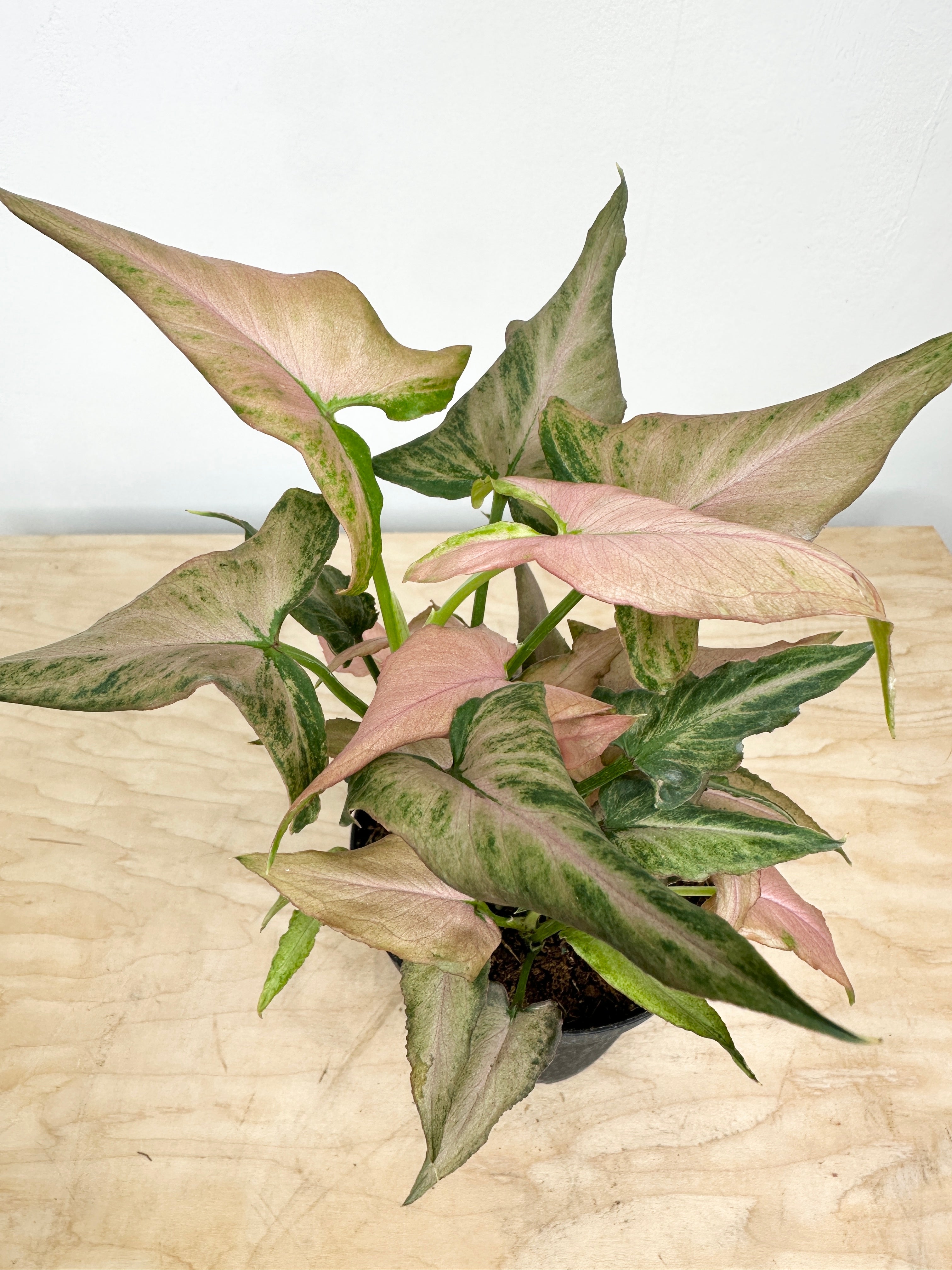 Nephthytis Syngonium 'Pink Salmon'