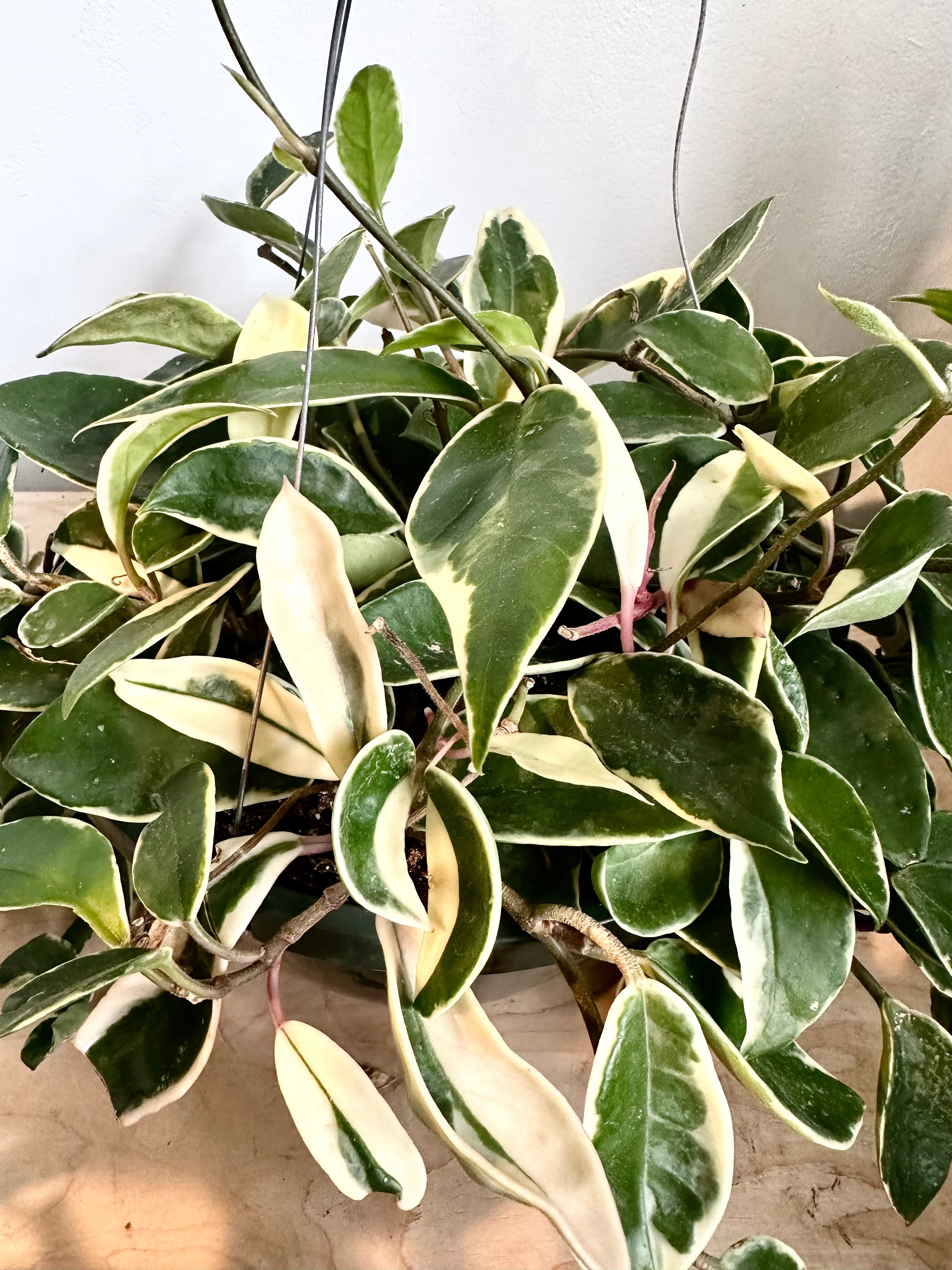 Hoya 'Carnosa Panaché' – Foliage
