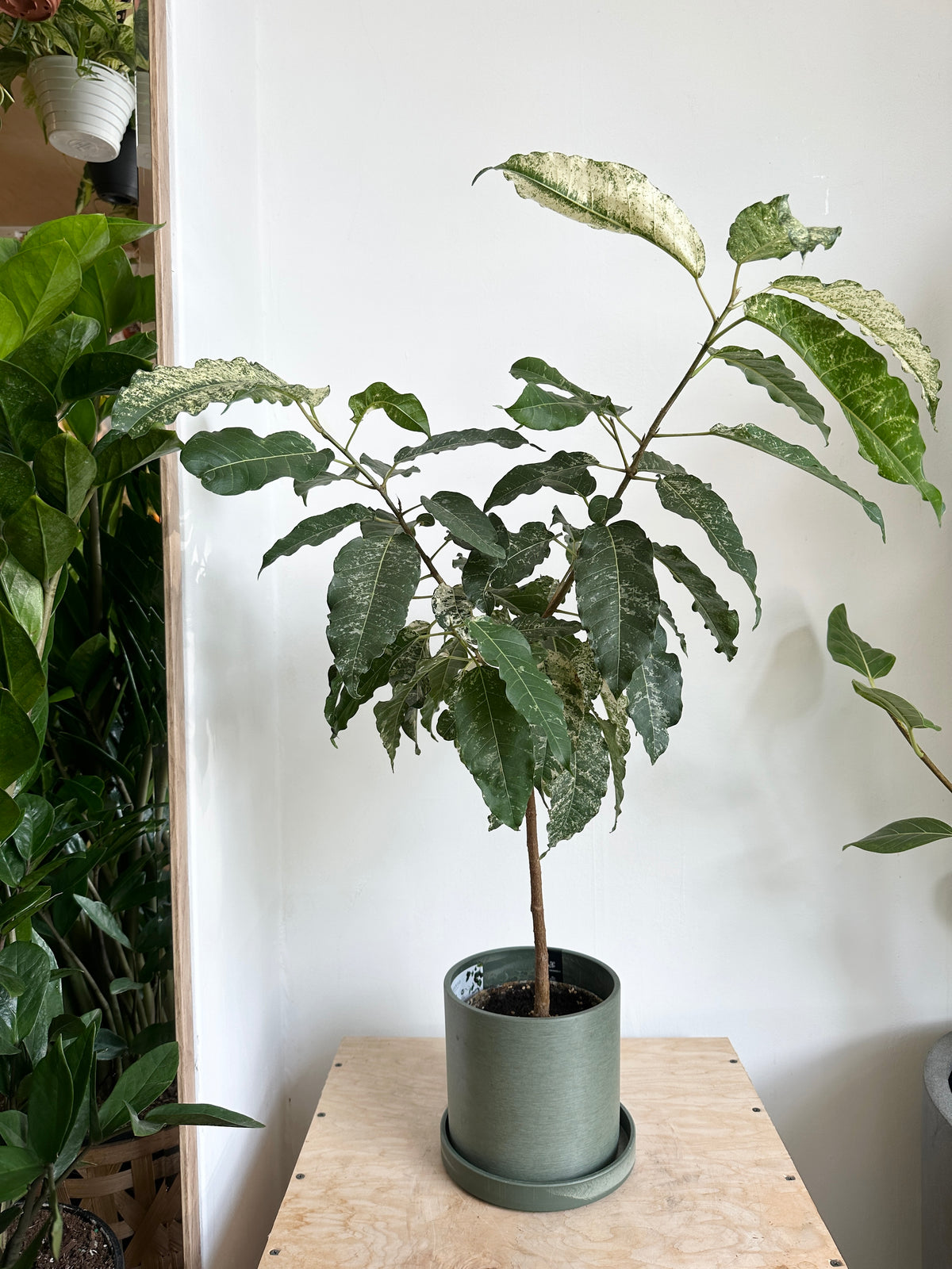 Ficus 'Aspera Crown Fig'