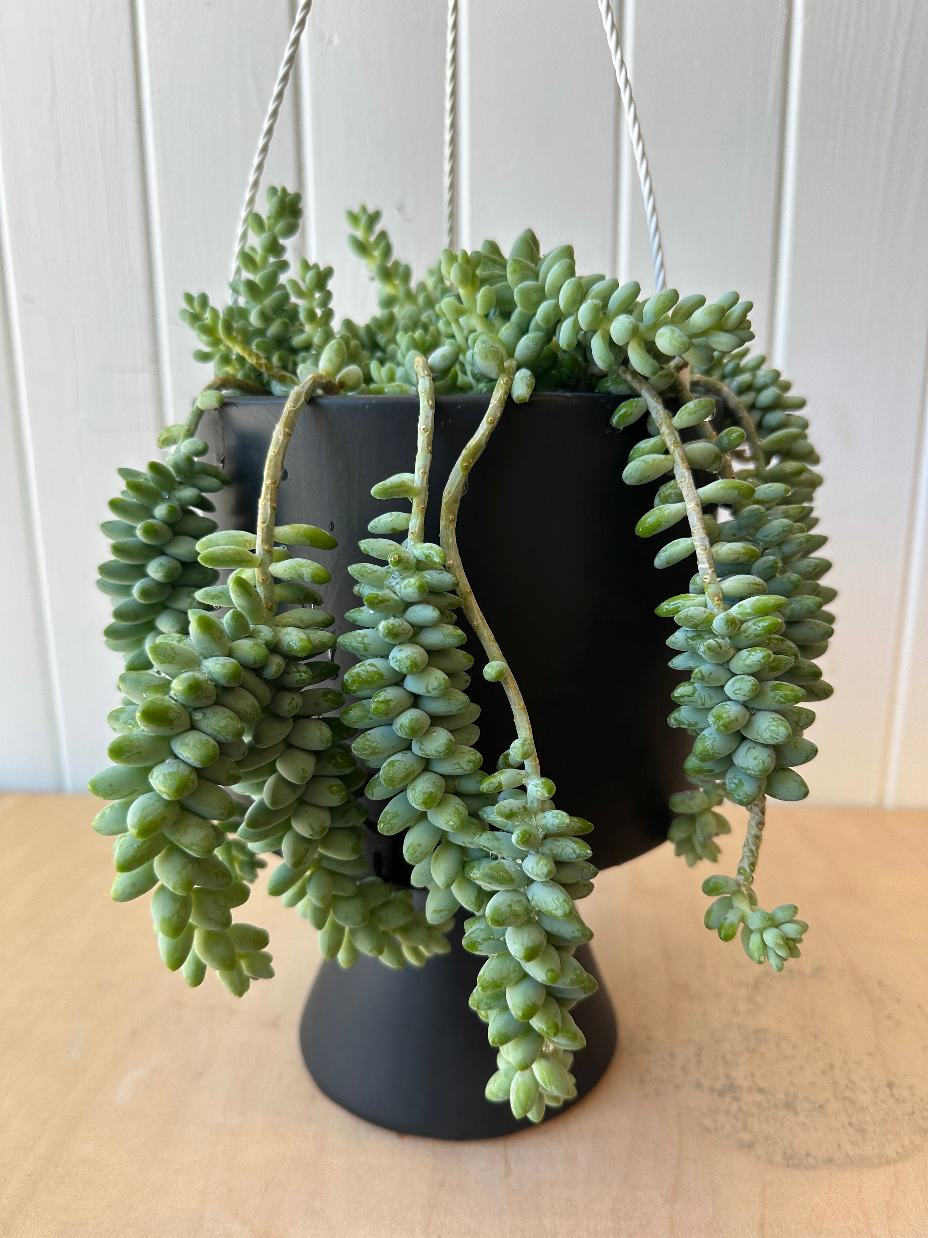 Burro's Tail