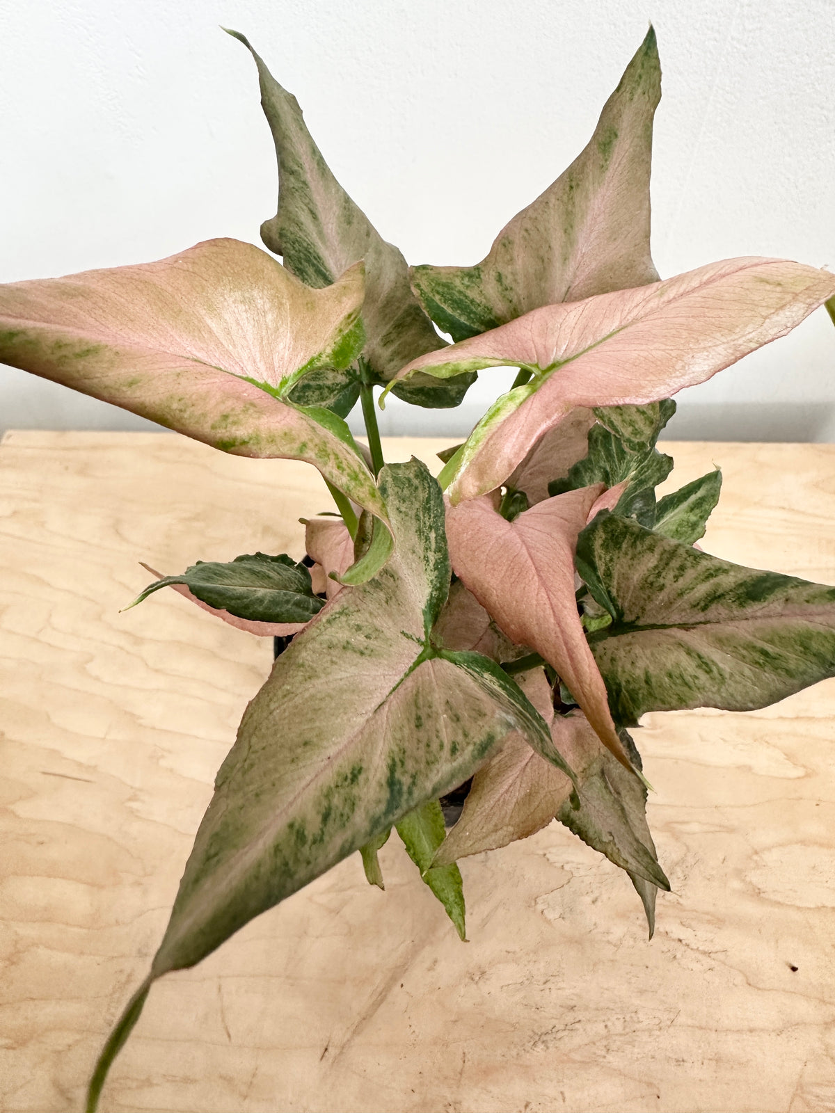 Nephthytis Syngonium 'Pink Salmon'