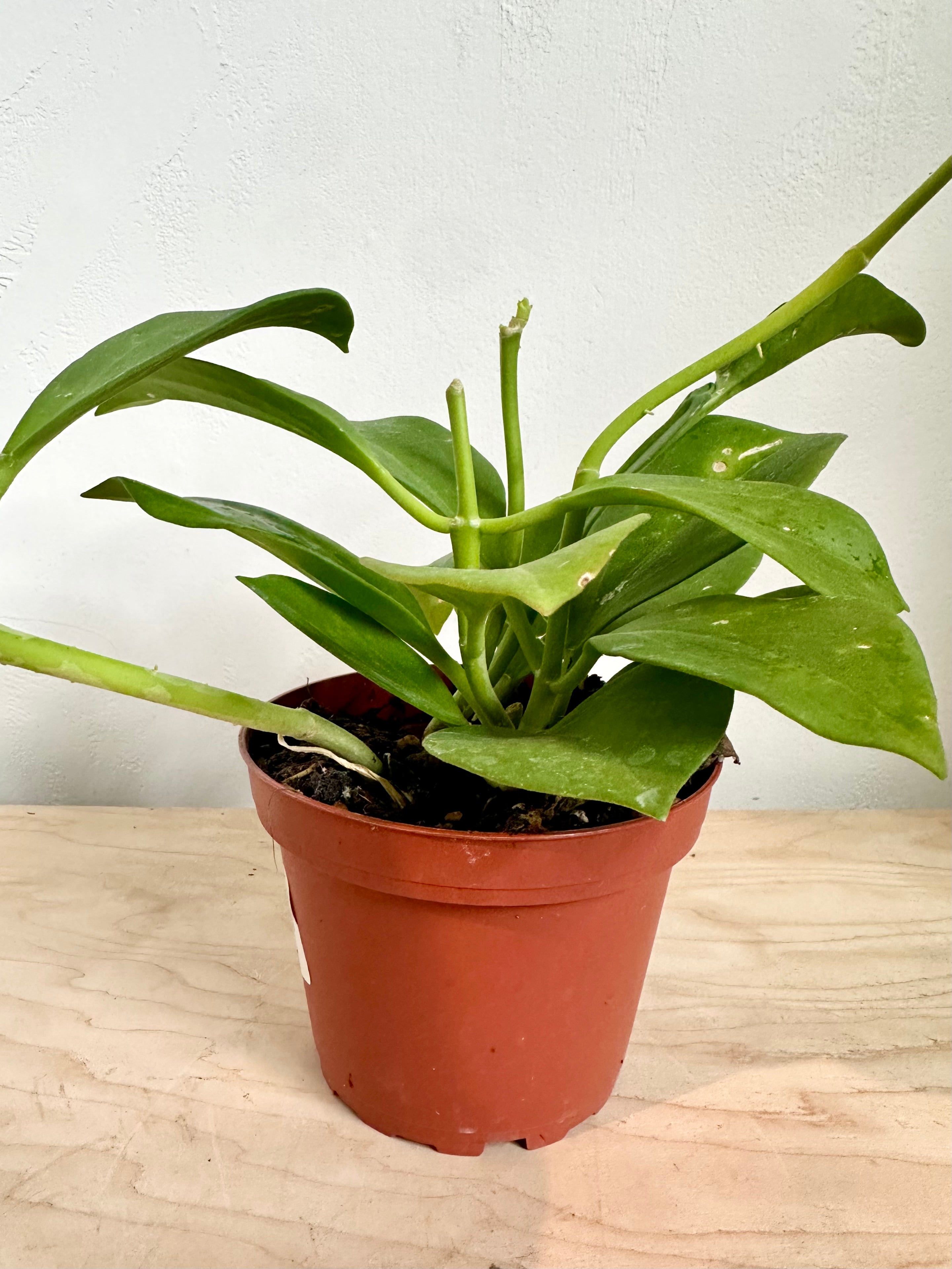 Hoya 'Pachyclada' – Foliage