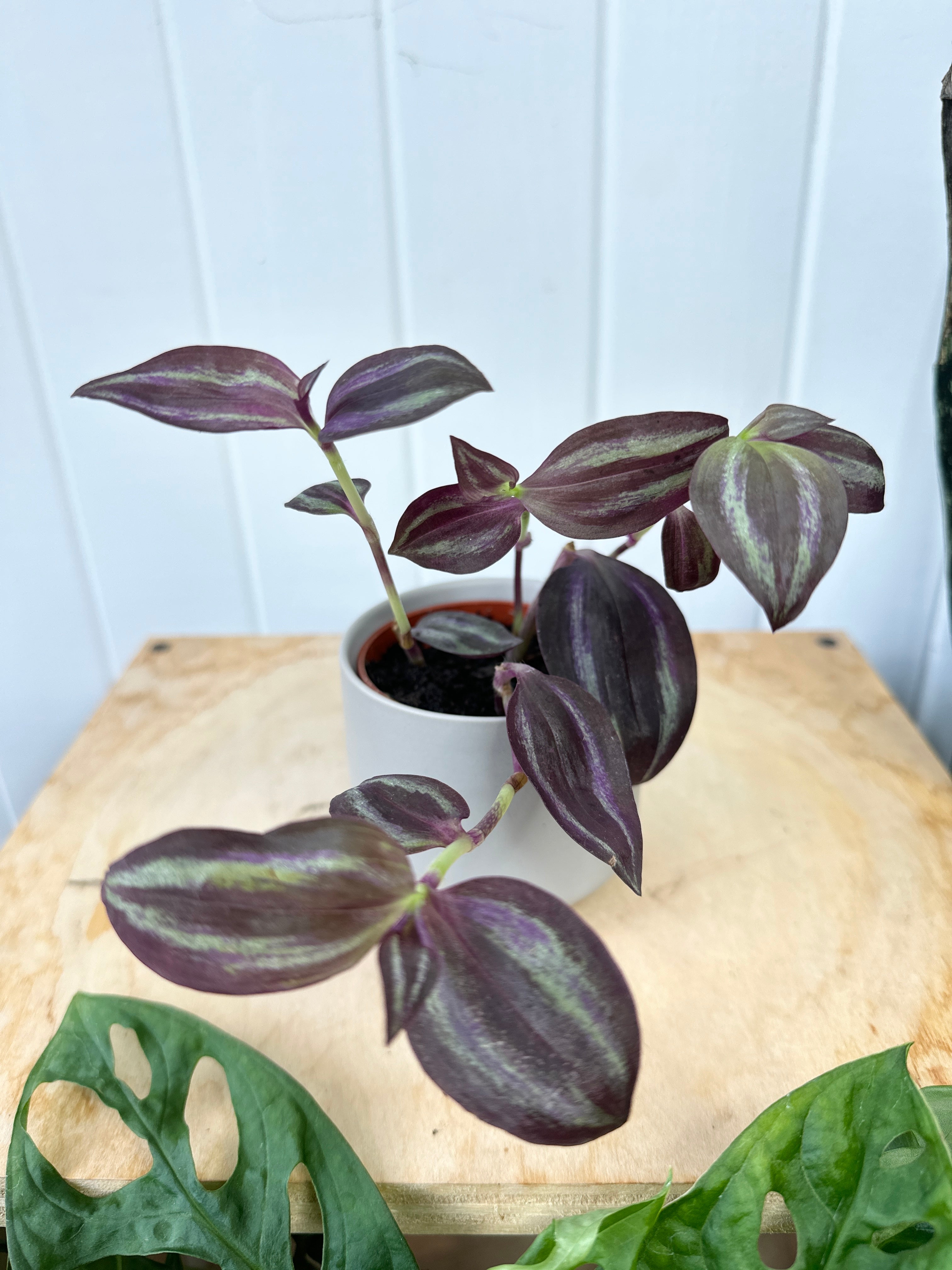Tradescantia ‘Jewel Red’