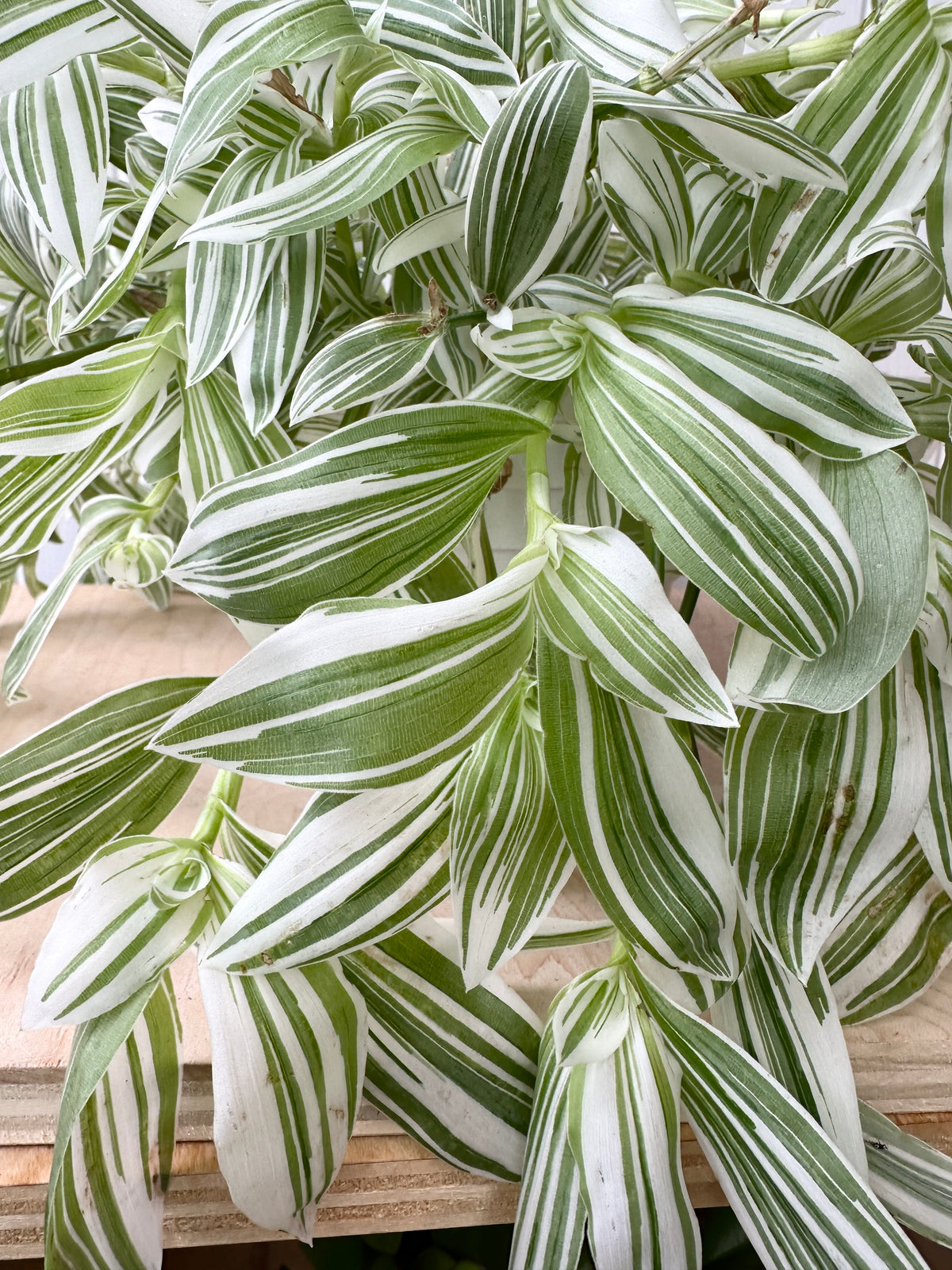 Tradescantia Fluminensis 'Blanc'