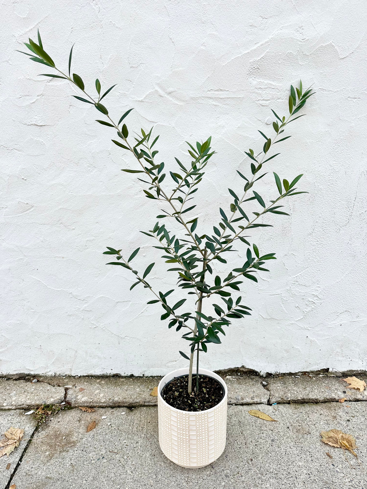 Planta de olivo