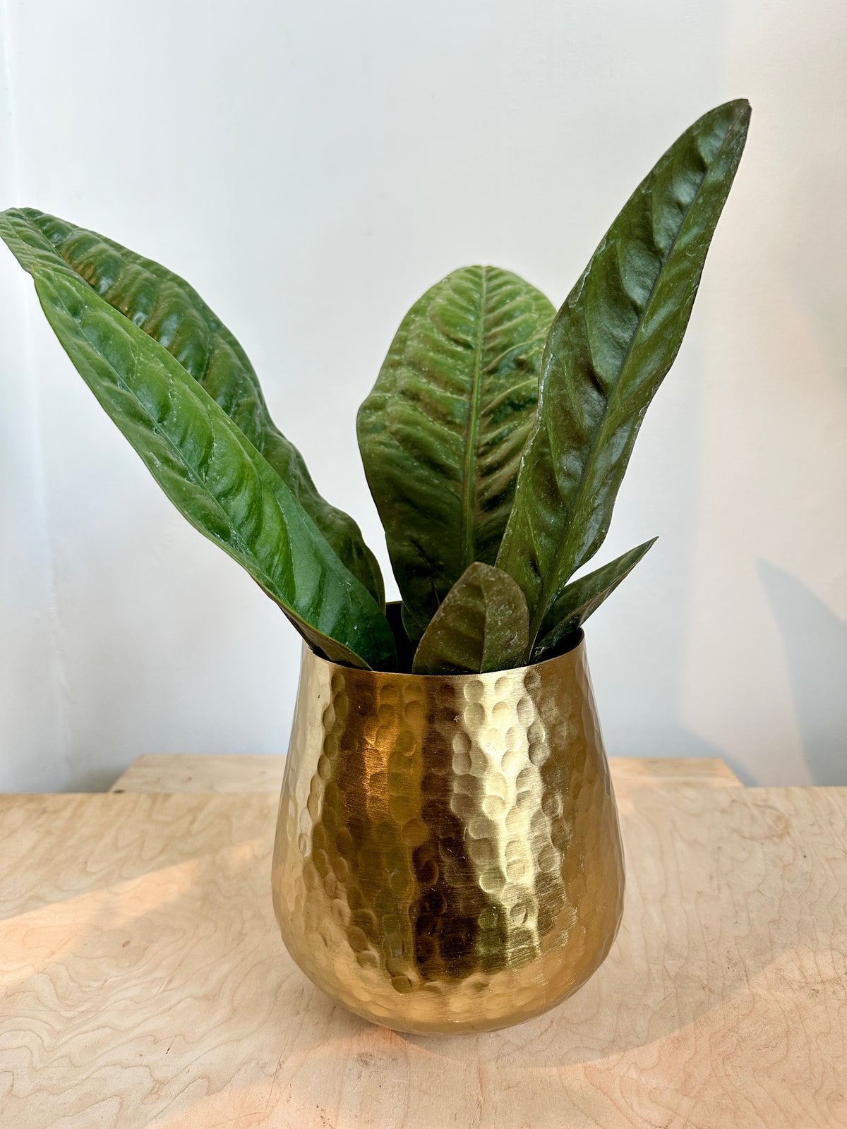 Hux Pot Collection
