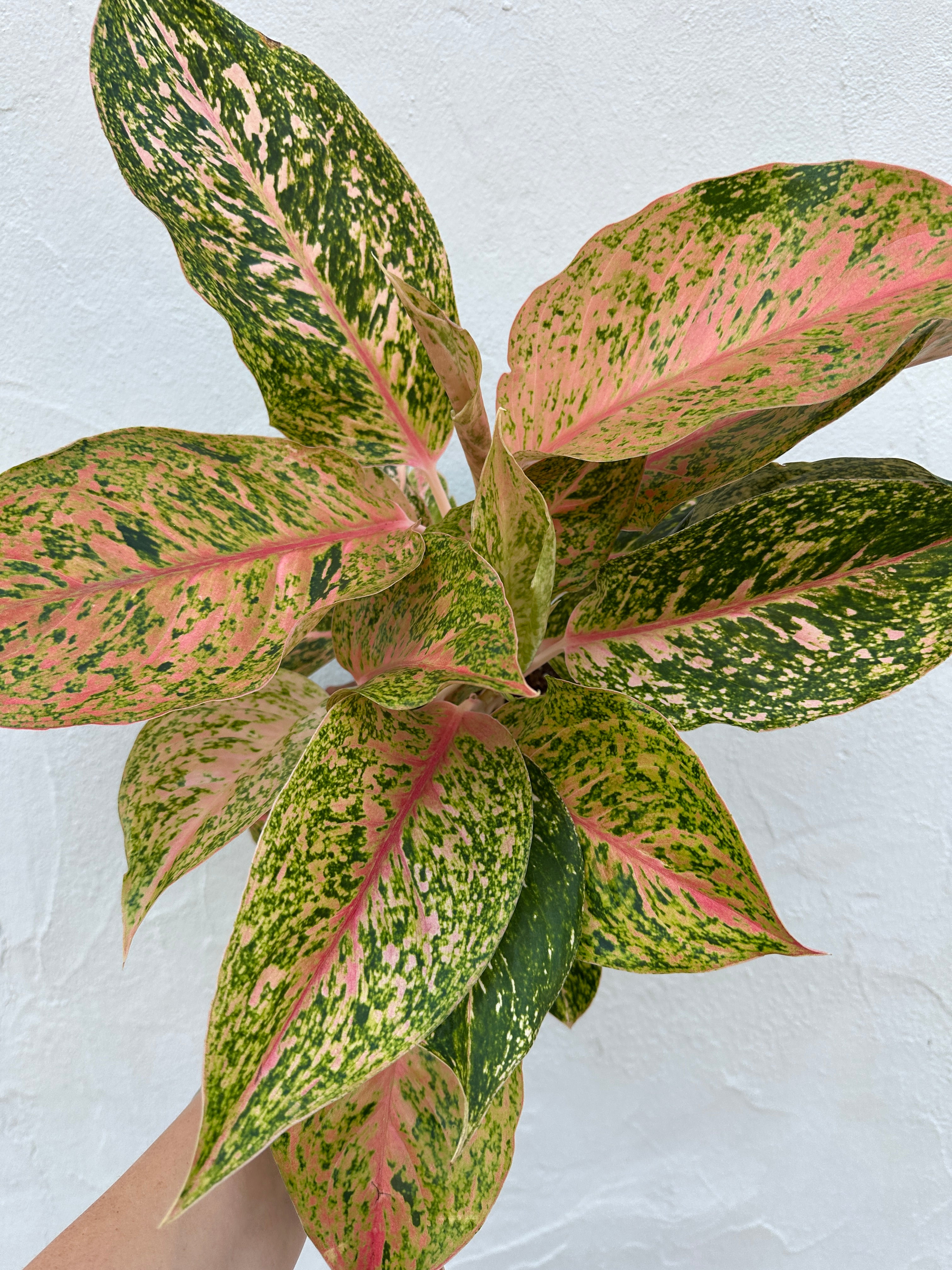 Aglaonema 'Cleopatra'