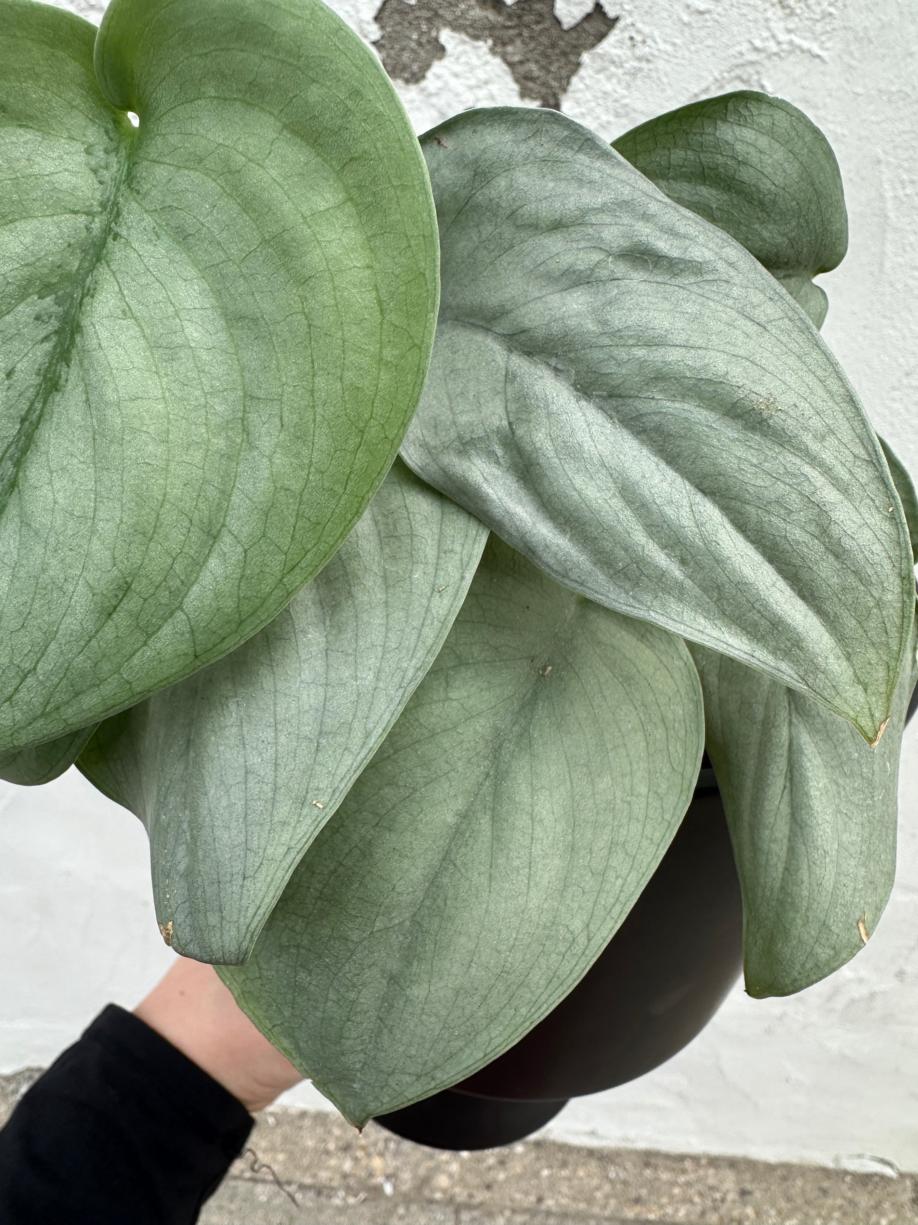 Scindapsus 'Java Platinum'