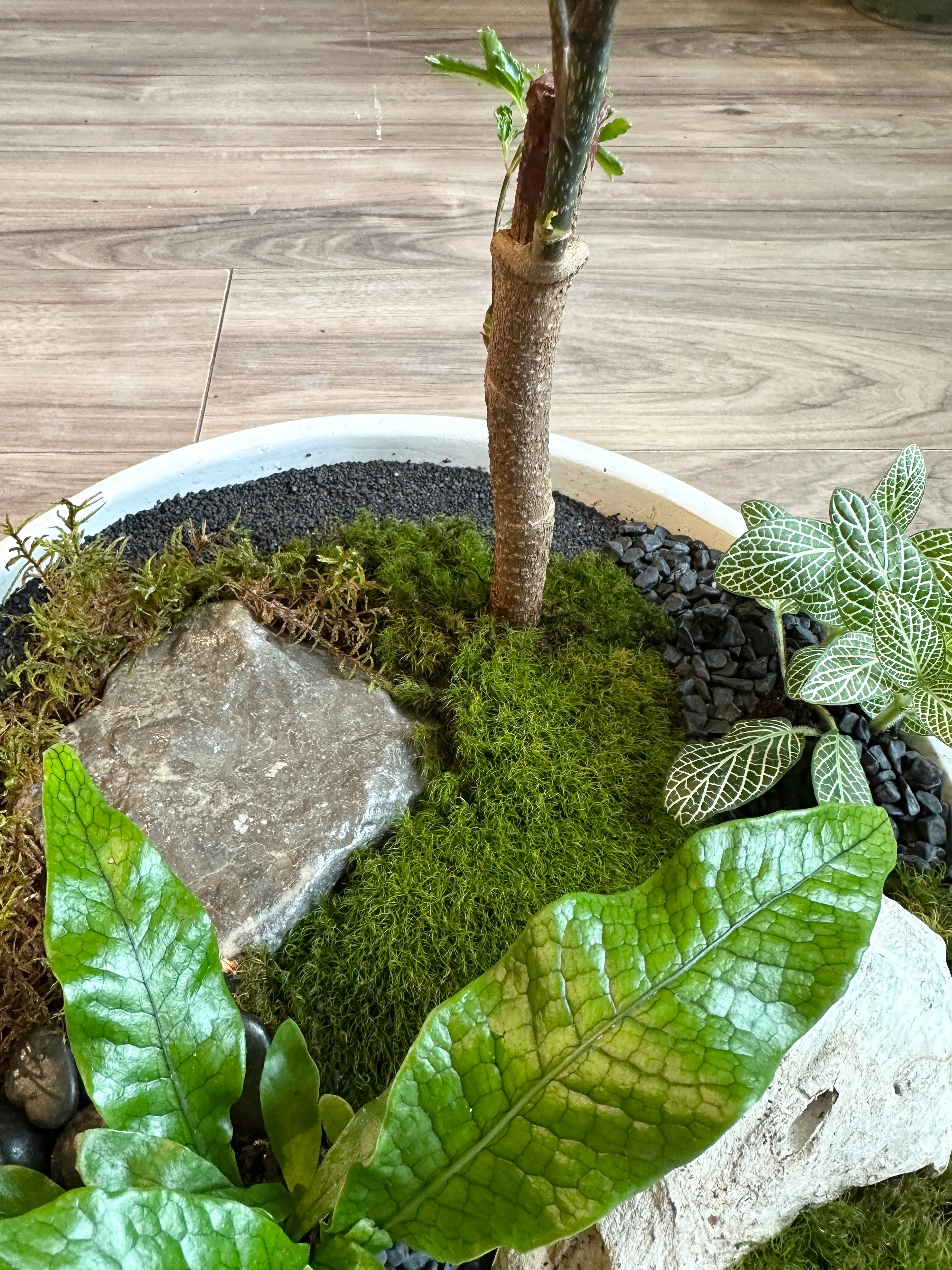 Living Moss Landscapes Workshop