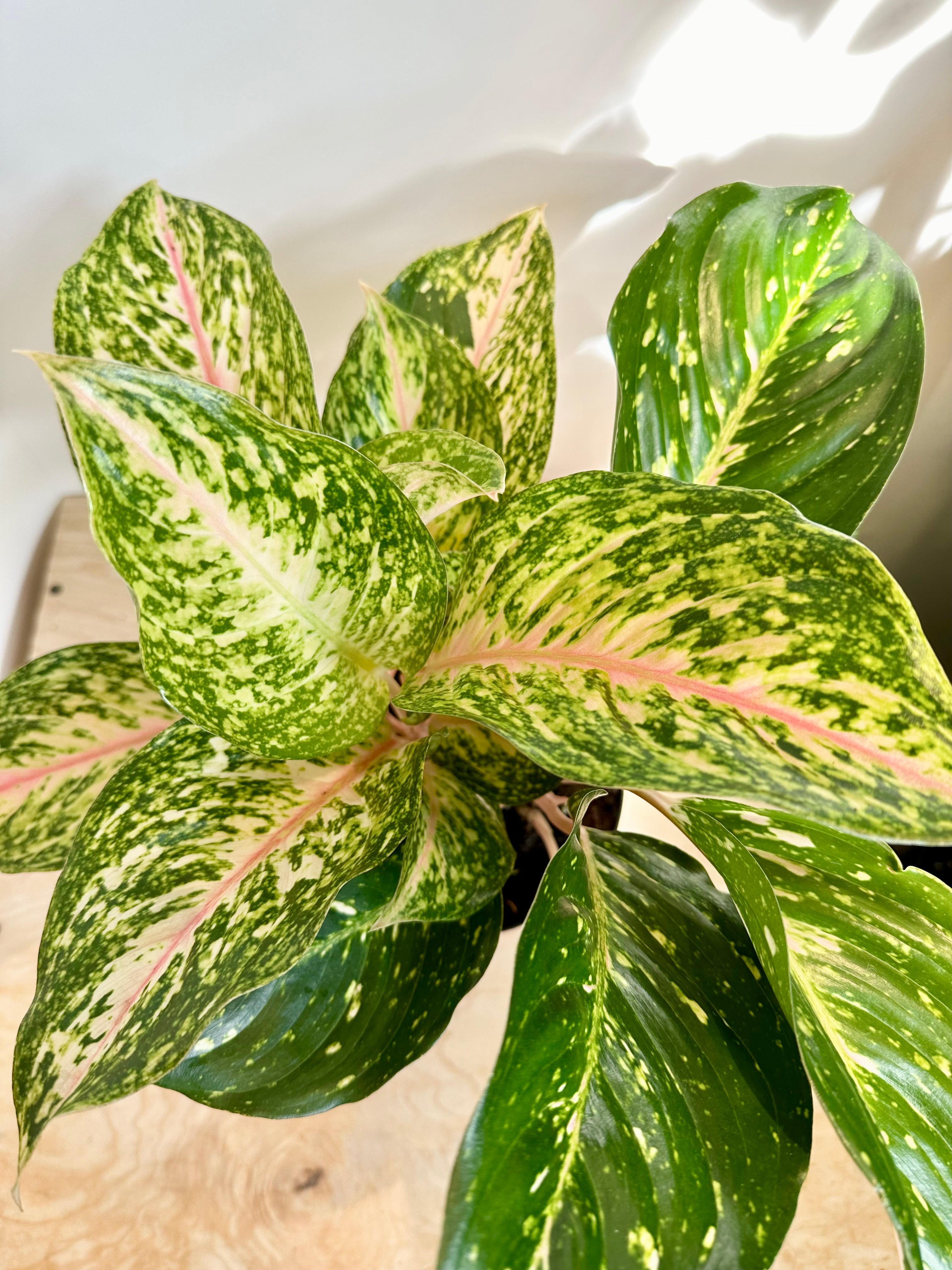 Aglaonema 'Two Tone Moonstone'