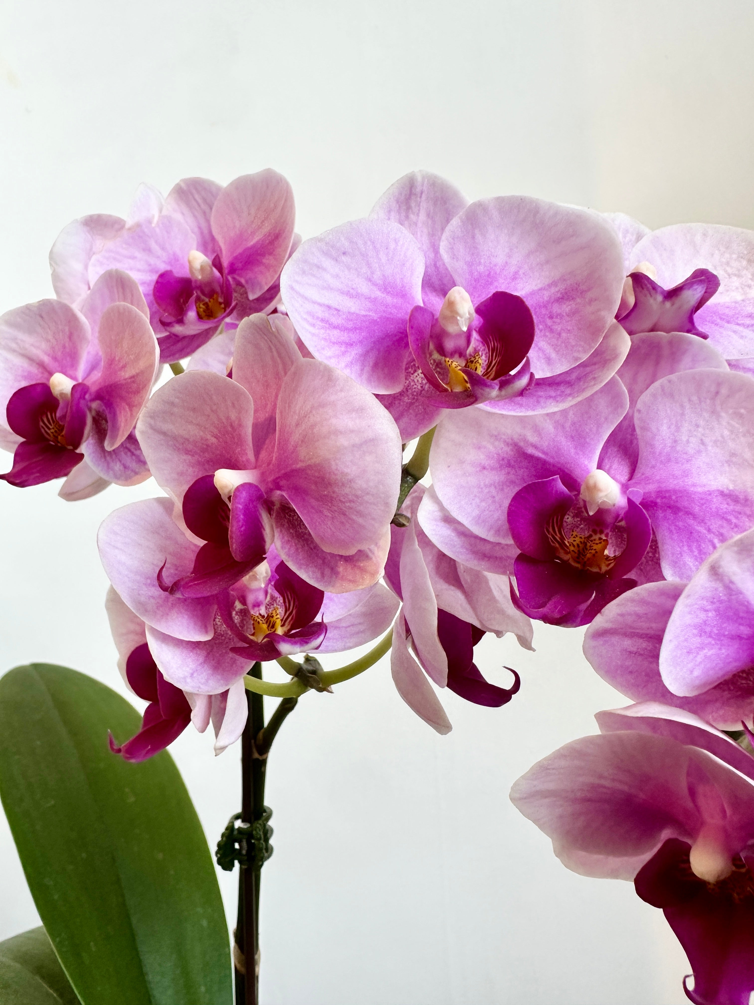 Orchid, Assorted