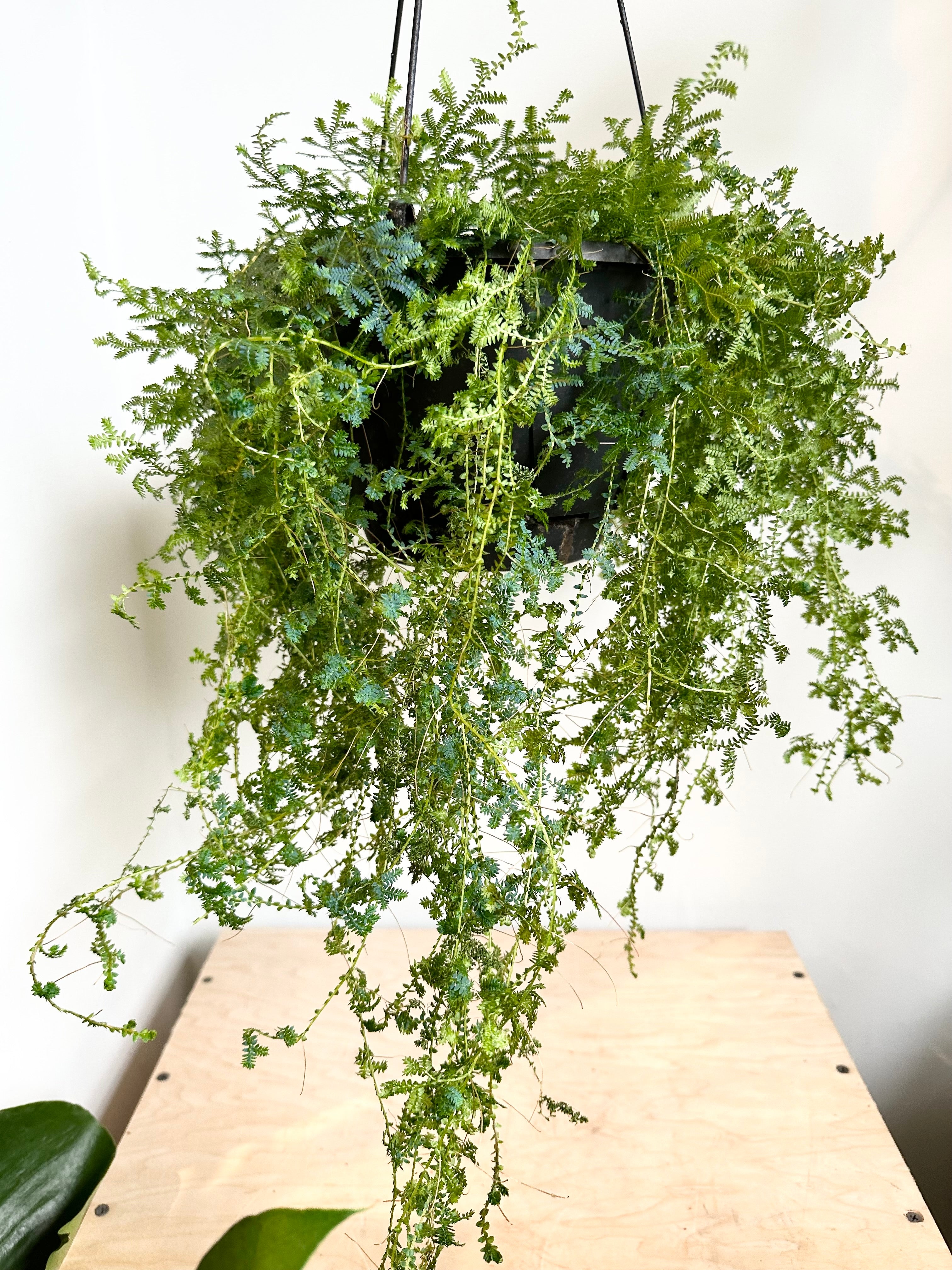 Fern 'Sellaginella Rainbow'