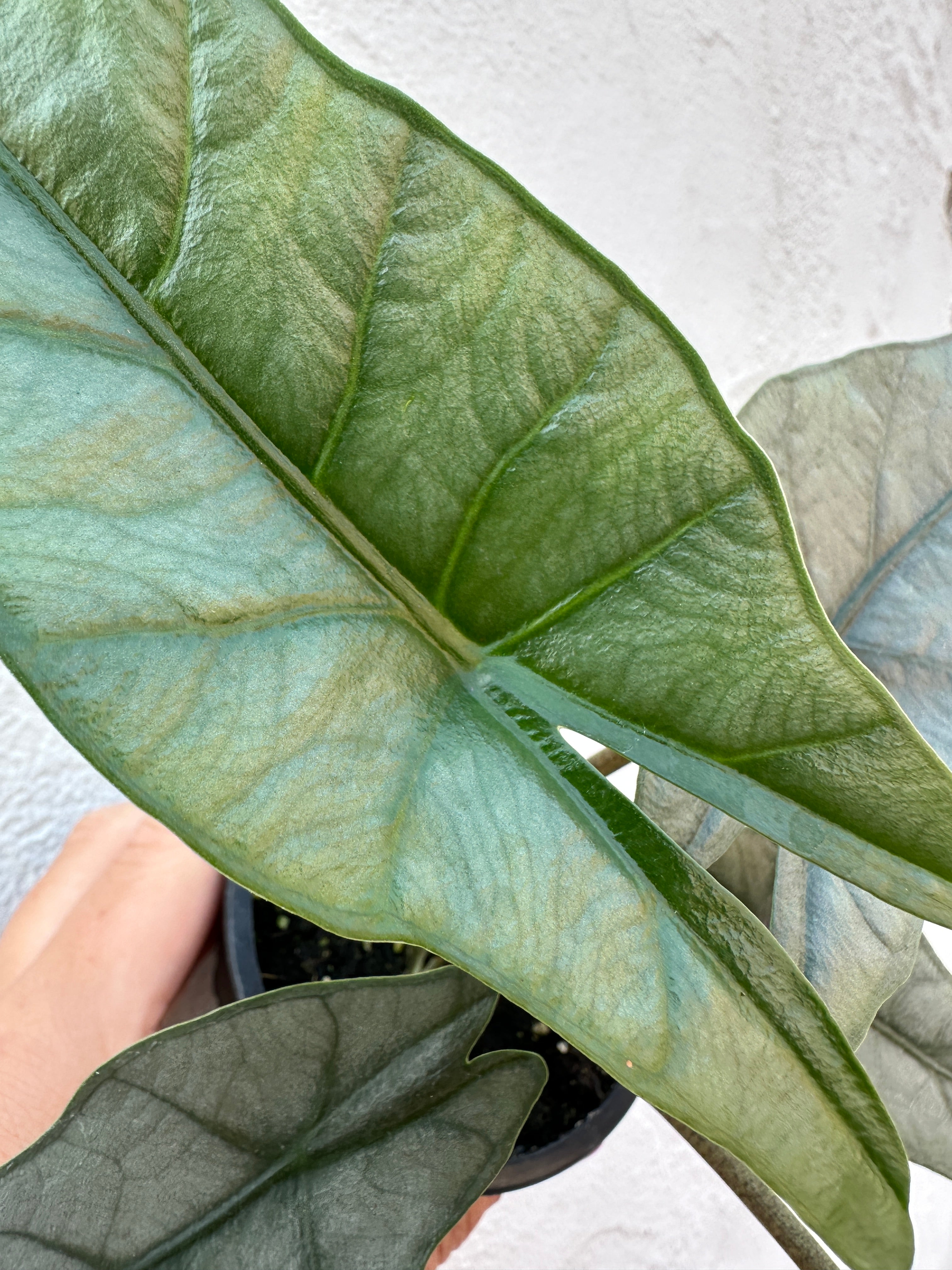 Alocasia Heterophylla ‘Metallic Blue’