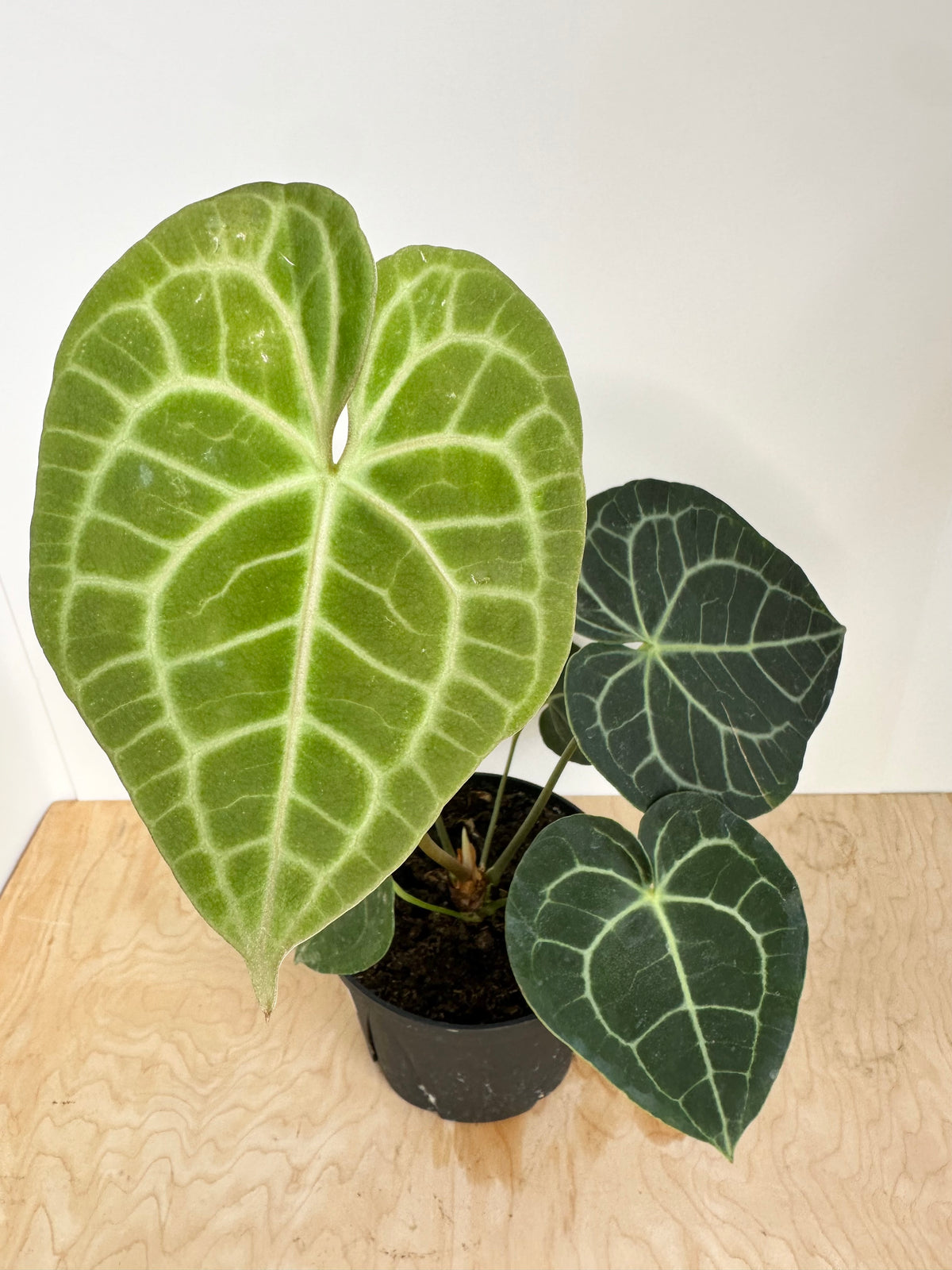 Anthurium 'Clarinervum'